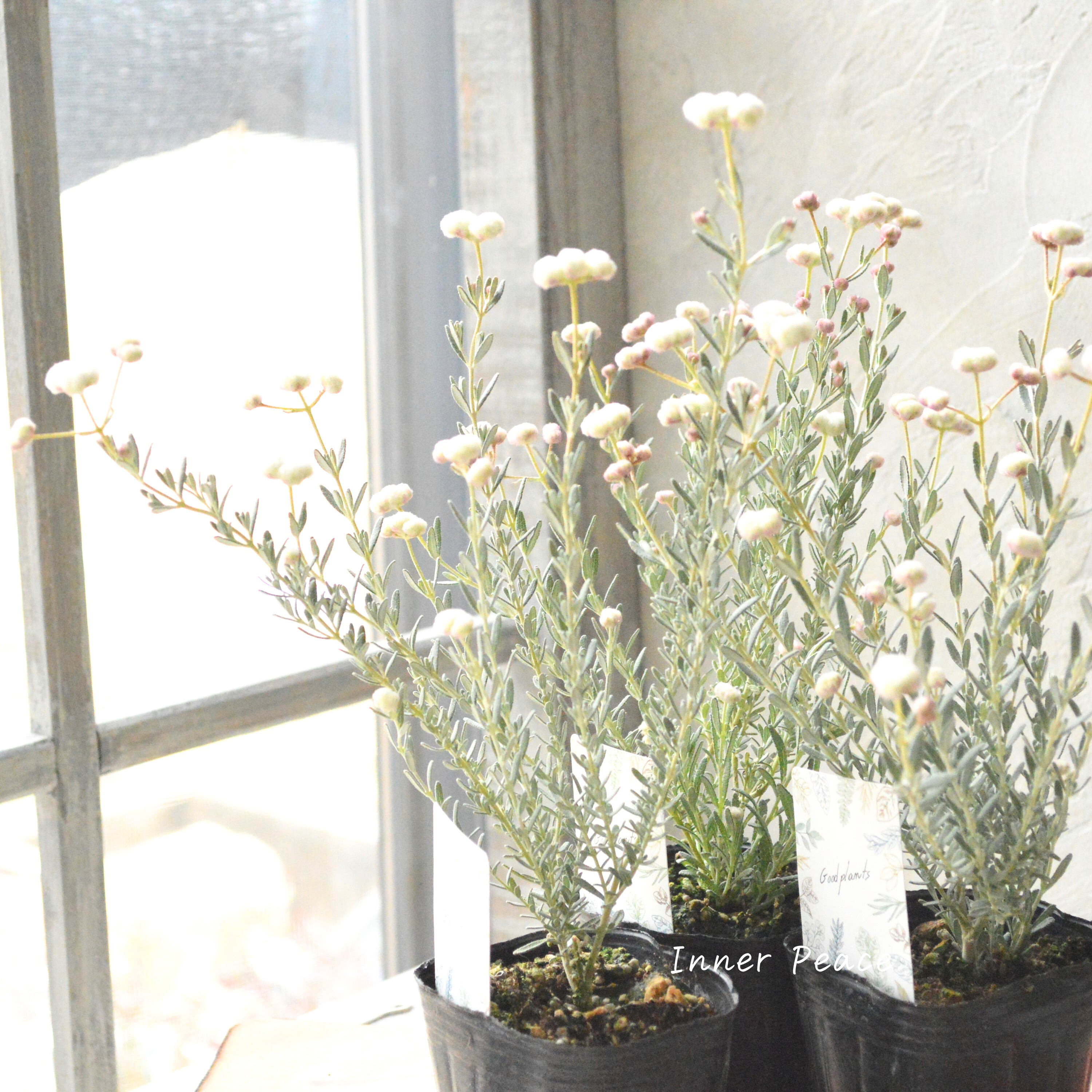 【希少】 ディクラスティリス 『グロビフローラ』 3寸POT