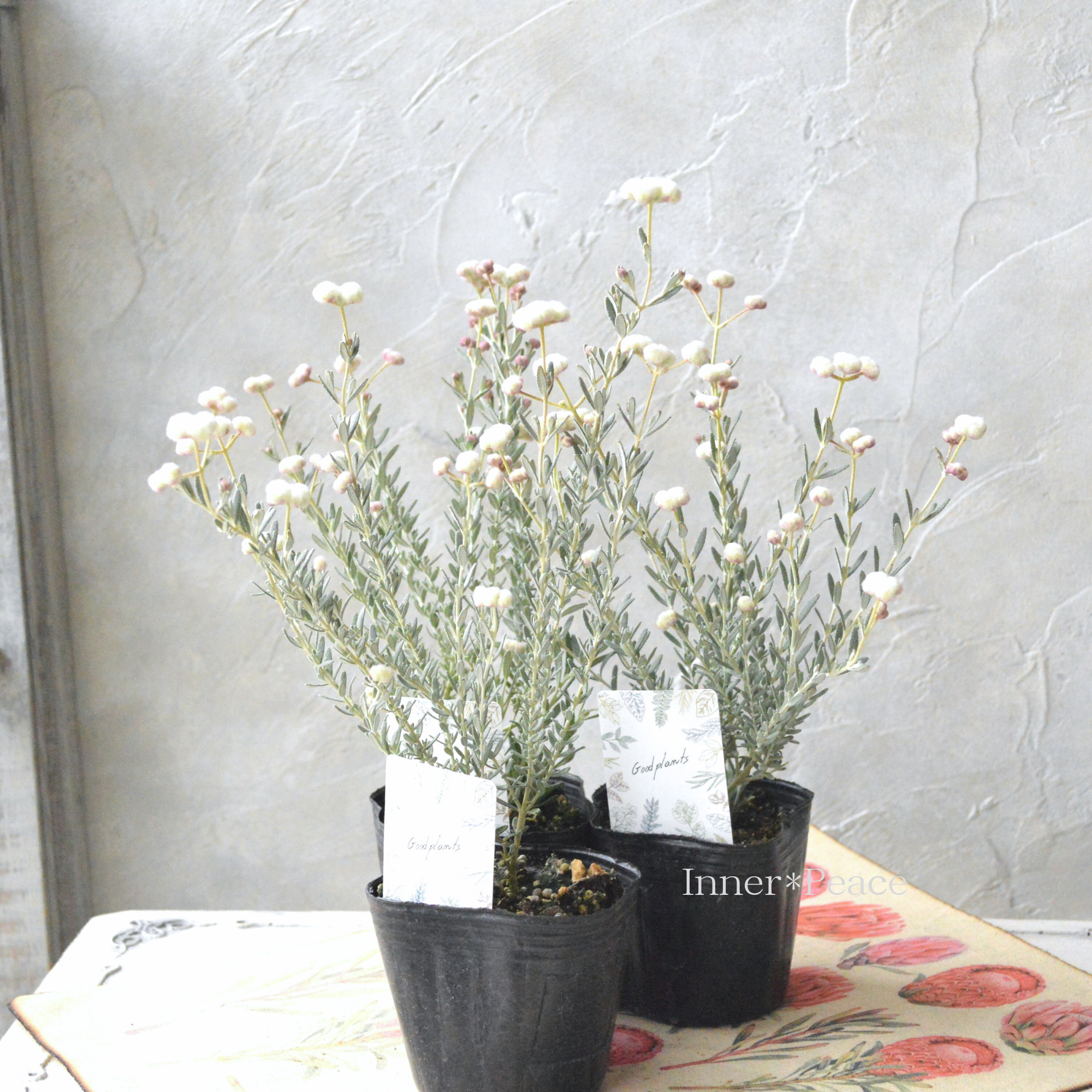 【希少】 ディクラスティリス 『グロビフローラ』 3寸POT