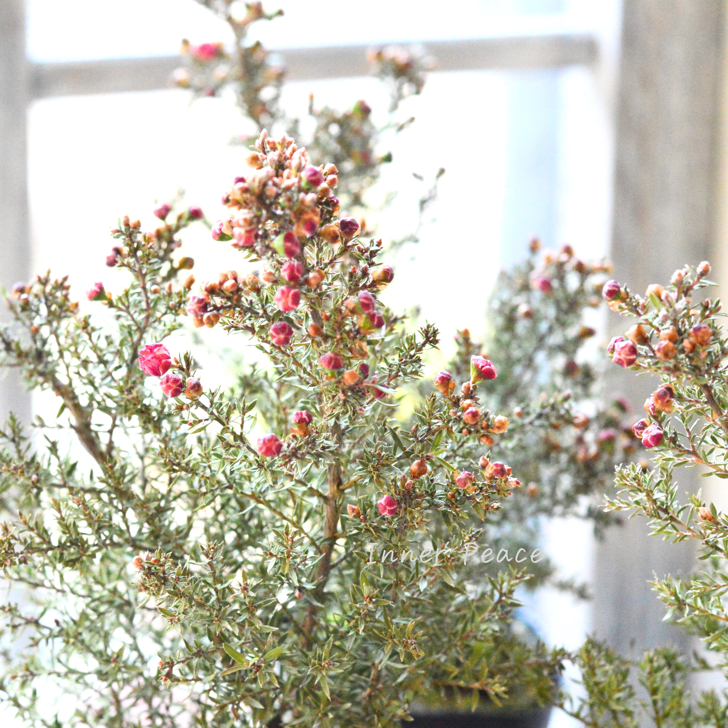 【美しい】 ギョリュウバイ 『濃いピンク』 3寸POT