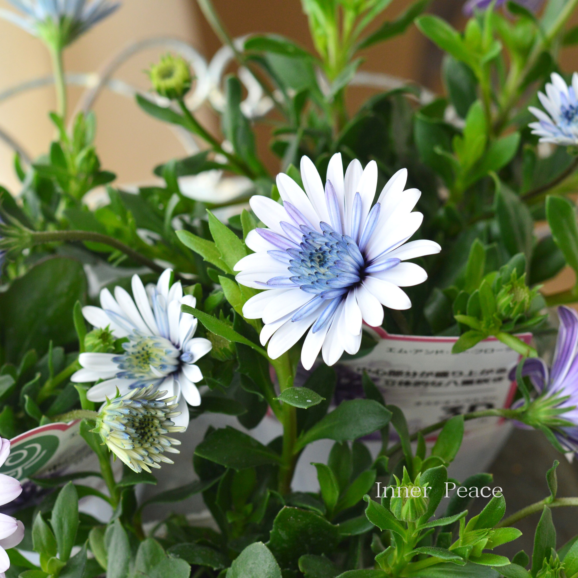 【八重咲き】 オステオスペルマム 『3D・ブルースティール』 3.5寸POT