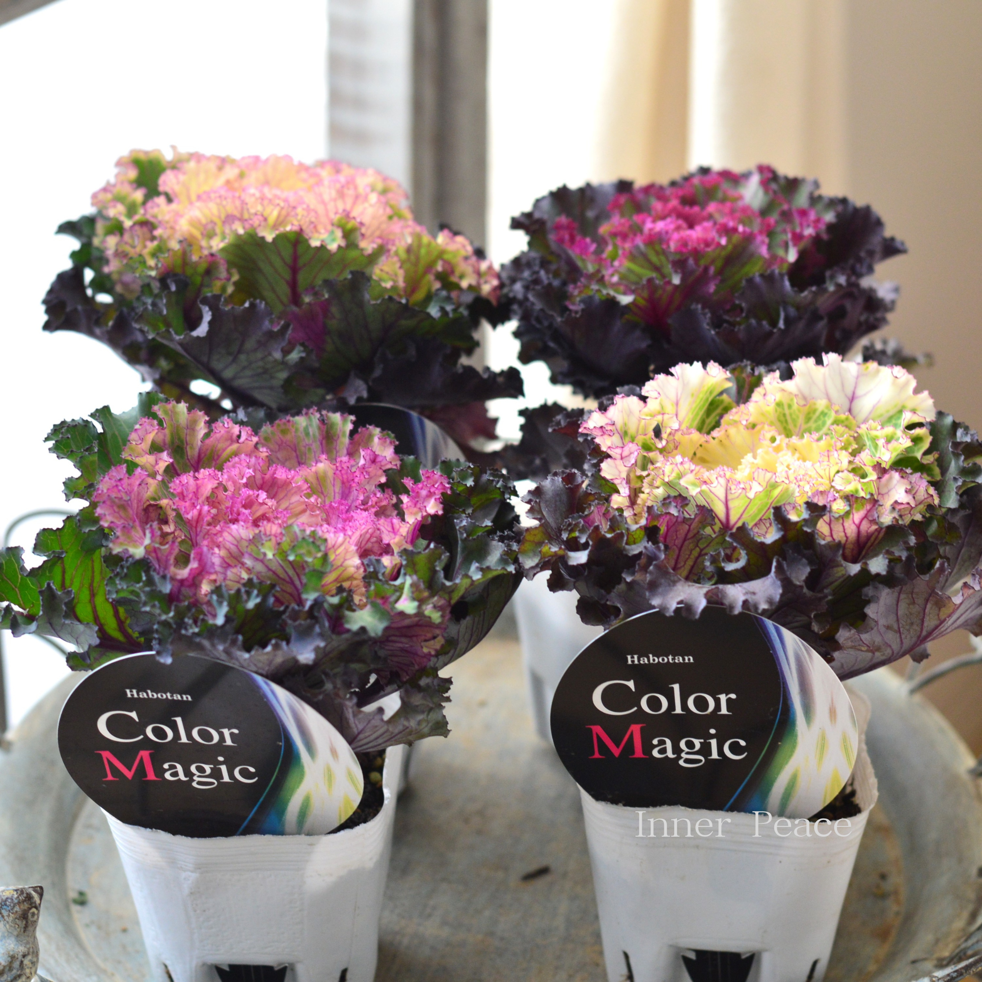 【美しい】 葉牡丹 『カラーマジック・フリル』 3寸POT