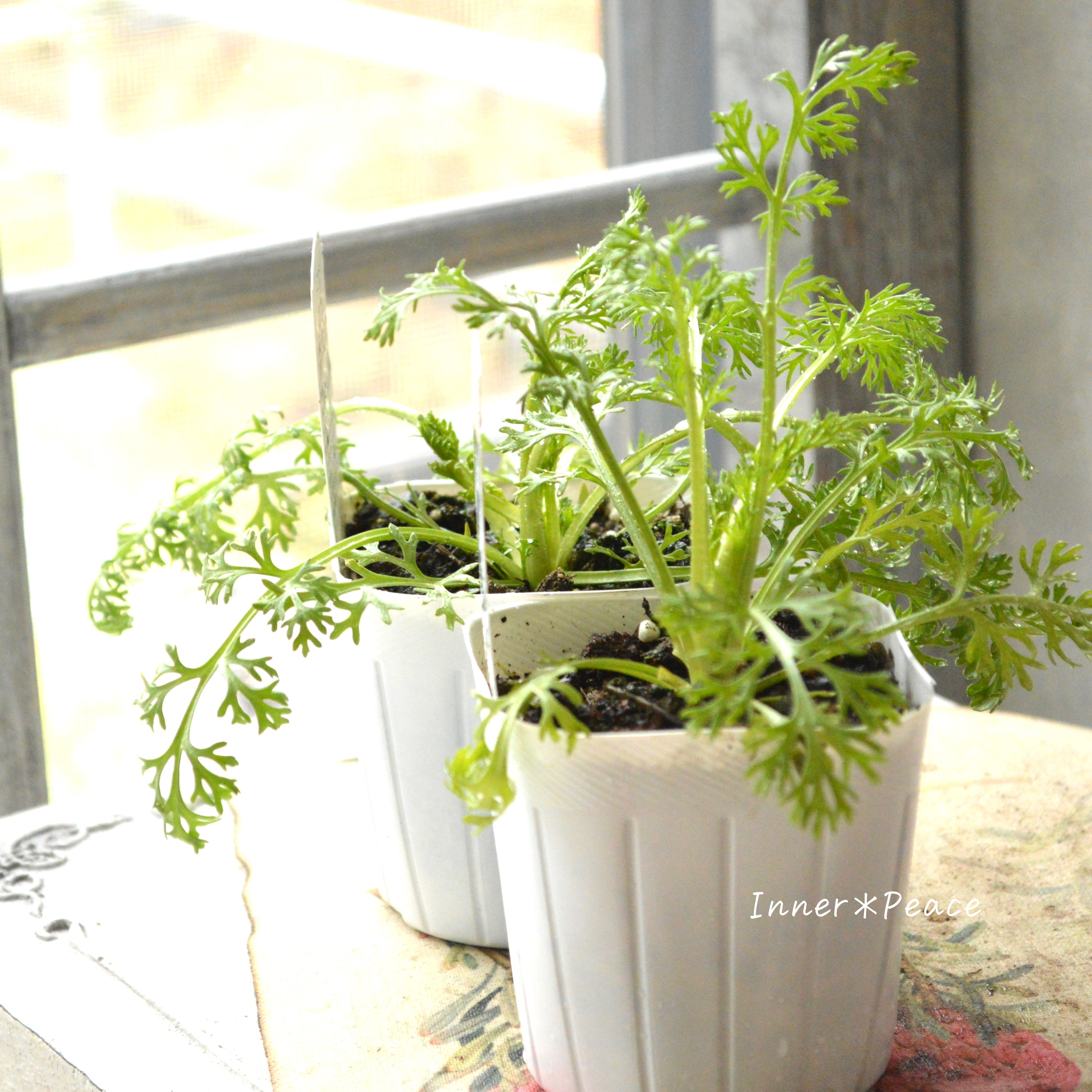 【オシャレ】 ニゲラ 『アフリカンブライド』植え込み用 3寸POT