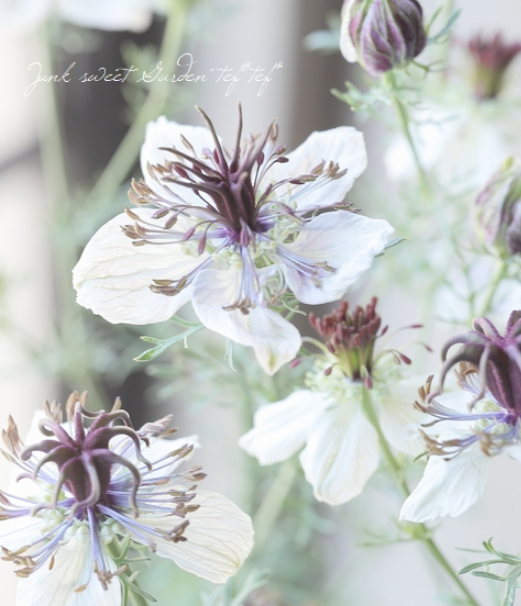 【オシャレ】 ニゲラ 『アフリカンブライド』植え込み用 3寸POT