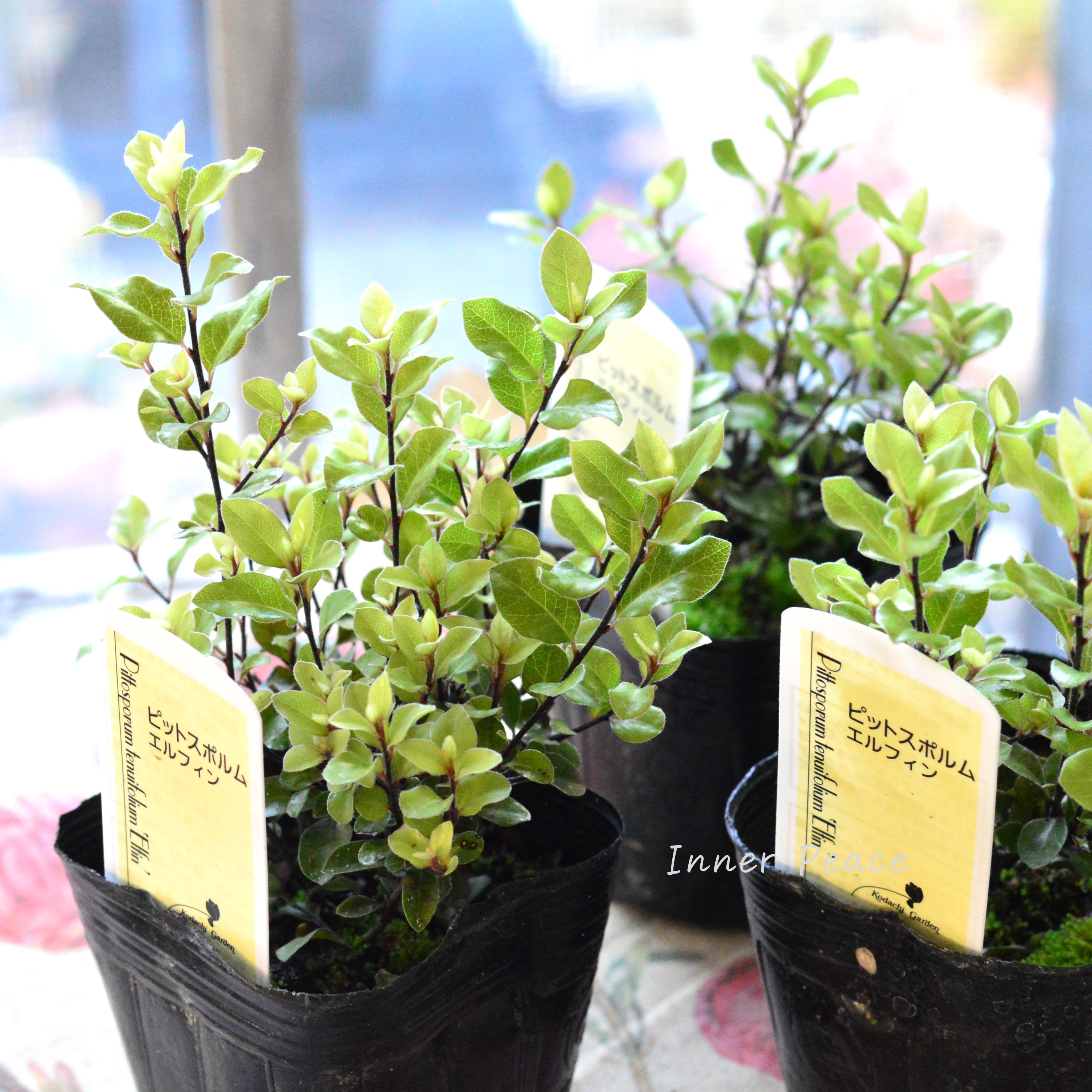 【美しい】 ピットスポルム 『エルフィン』 3寸POT