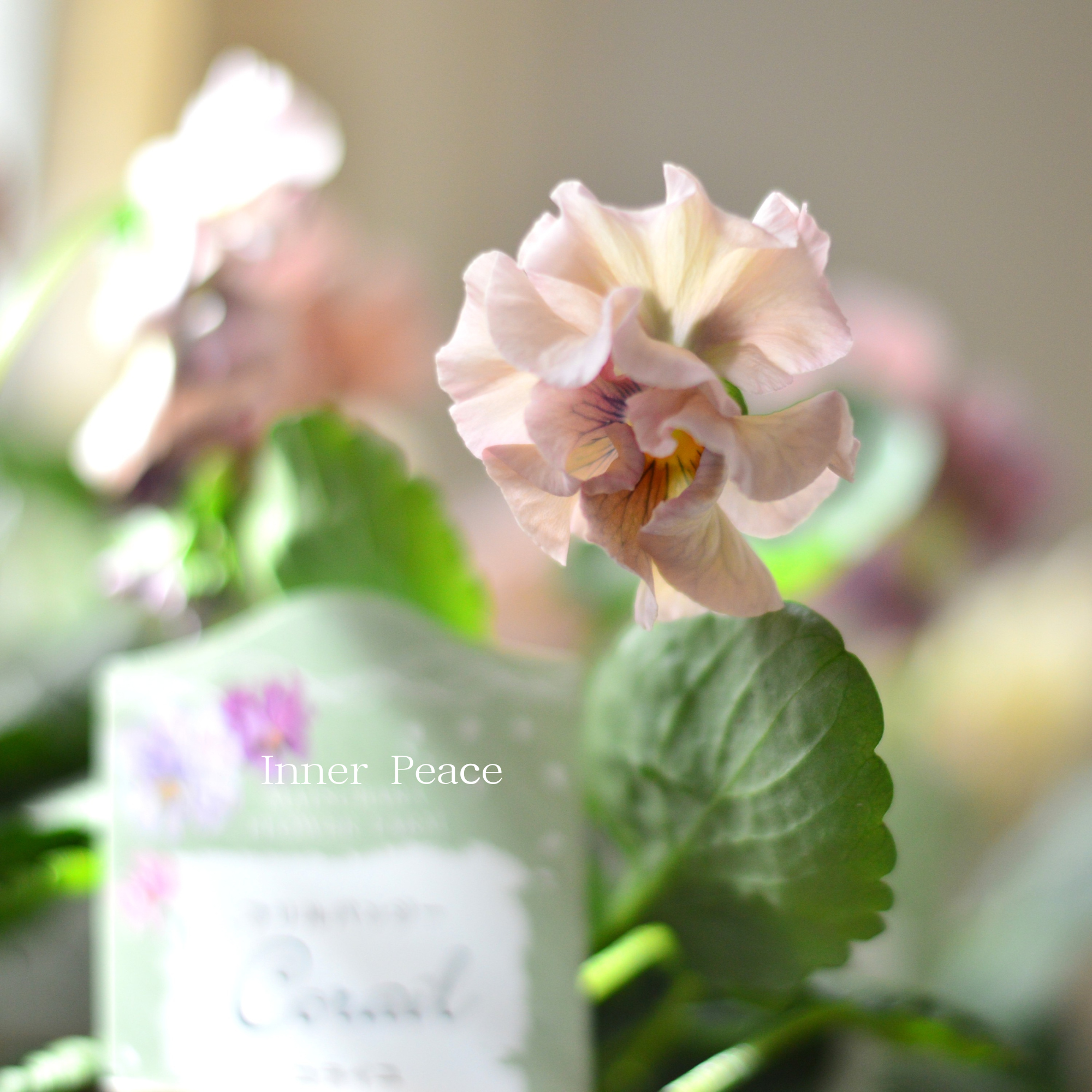 【素敵】 パンジー 『コライユ・ステムロング ピンク系』 3寸ロングPOT