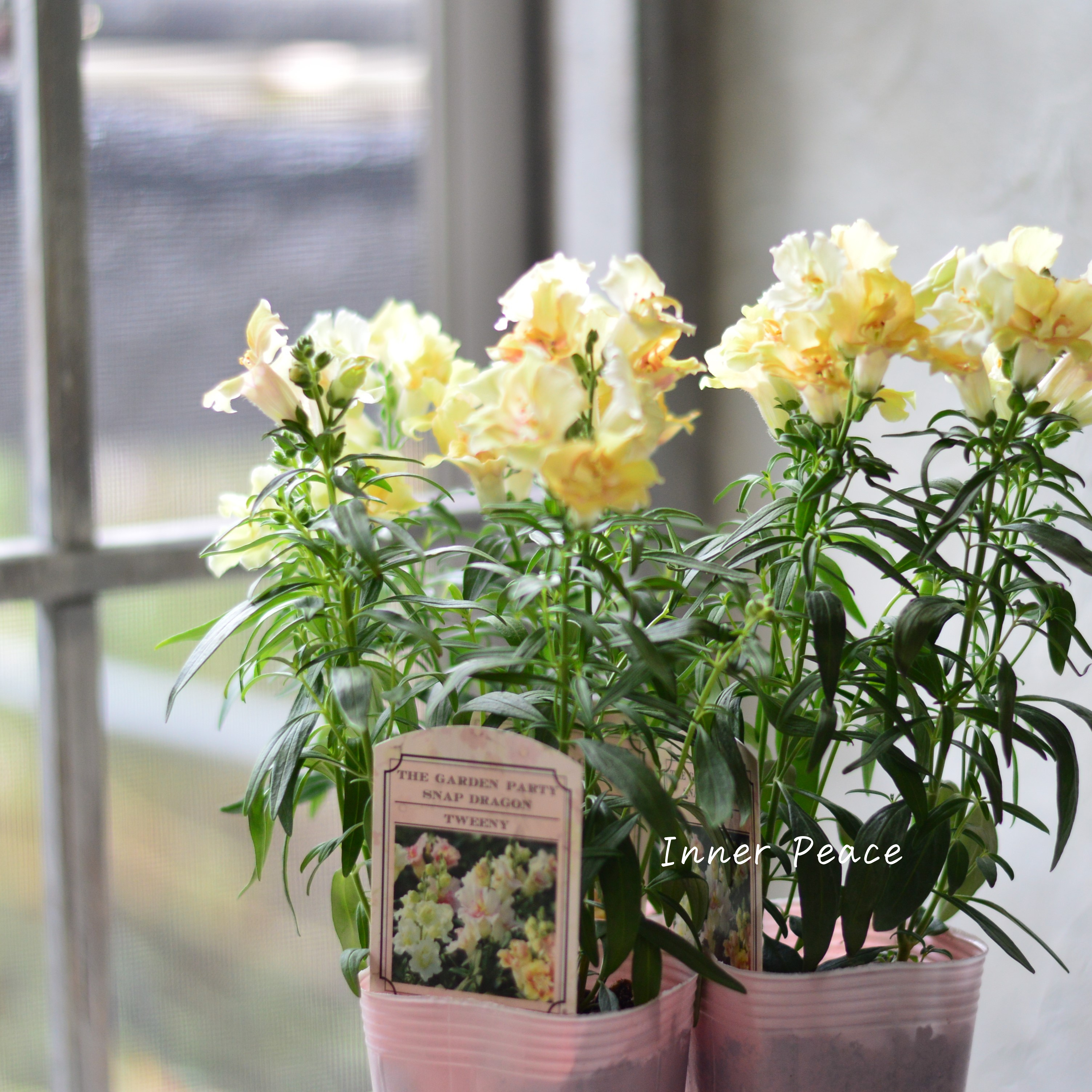 【かわいい】 キンギョソウ・トゥイニー 『ピーチ』 3寸ロングPOT