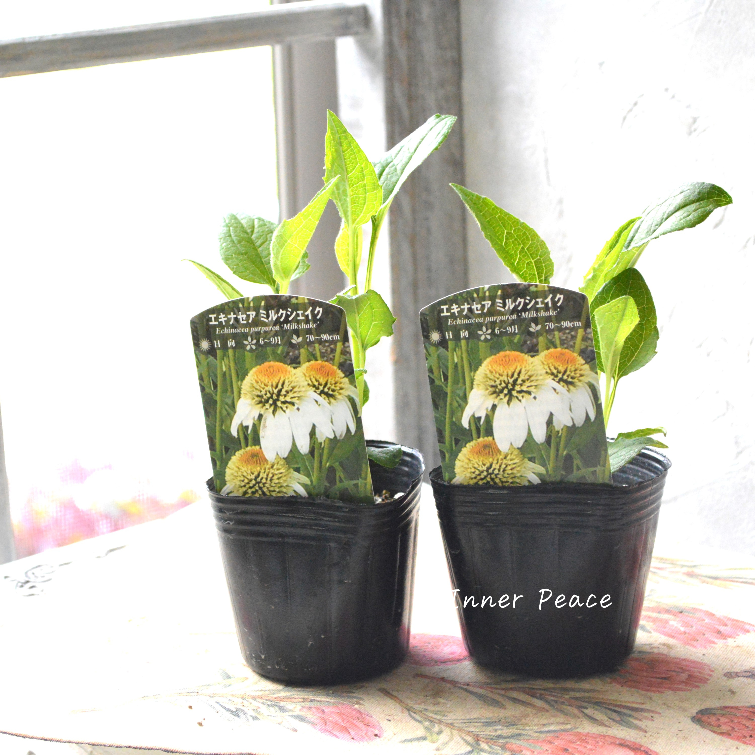 【暑さ寒さに強い】 エキナセア 『ミルクシェイク』植え込み用 3寸POT