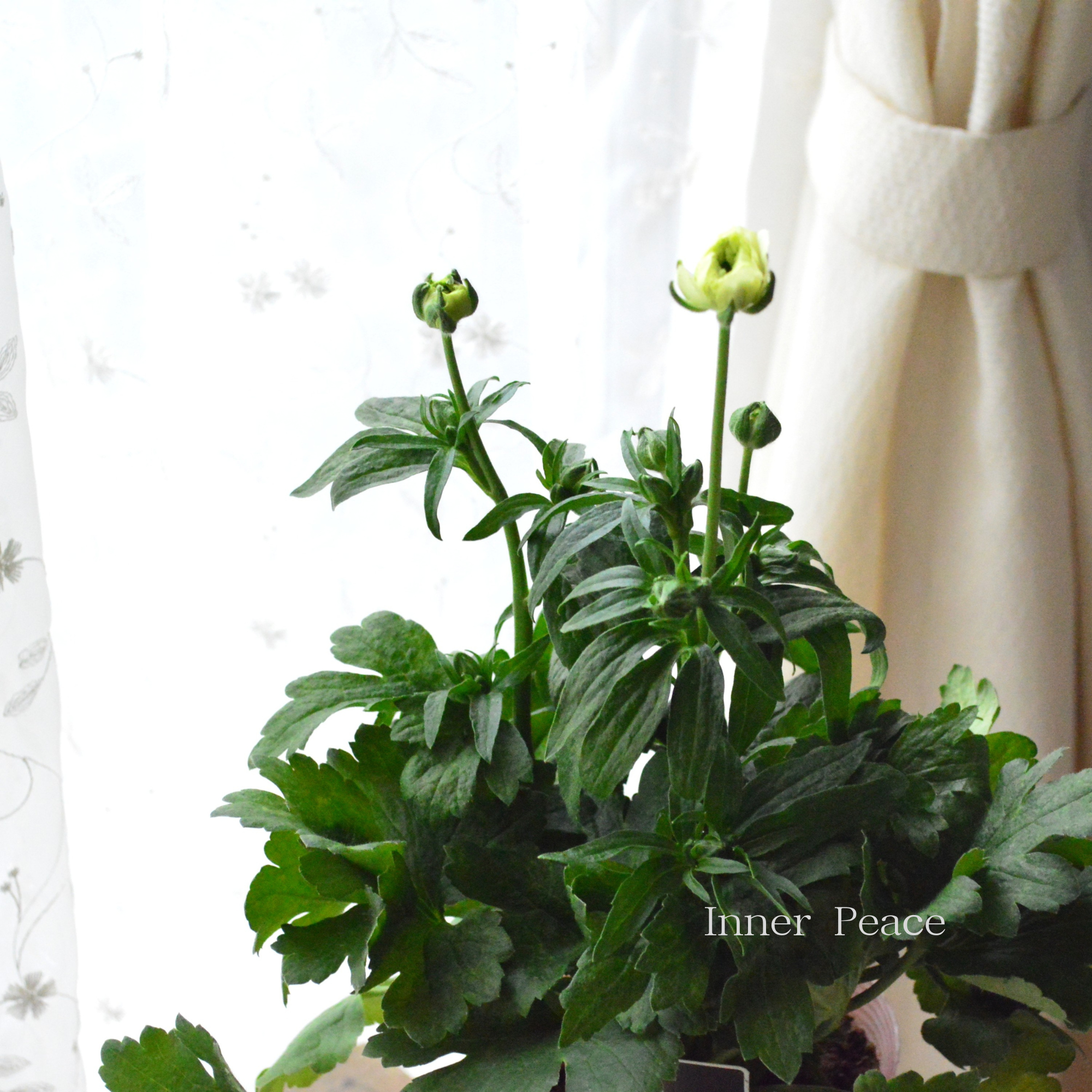 【美しい】 ラナンキュラス・ラックス 『グレーシス』 4寸POT