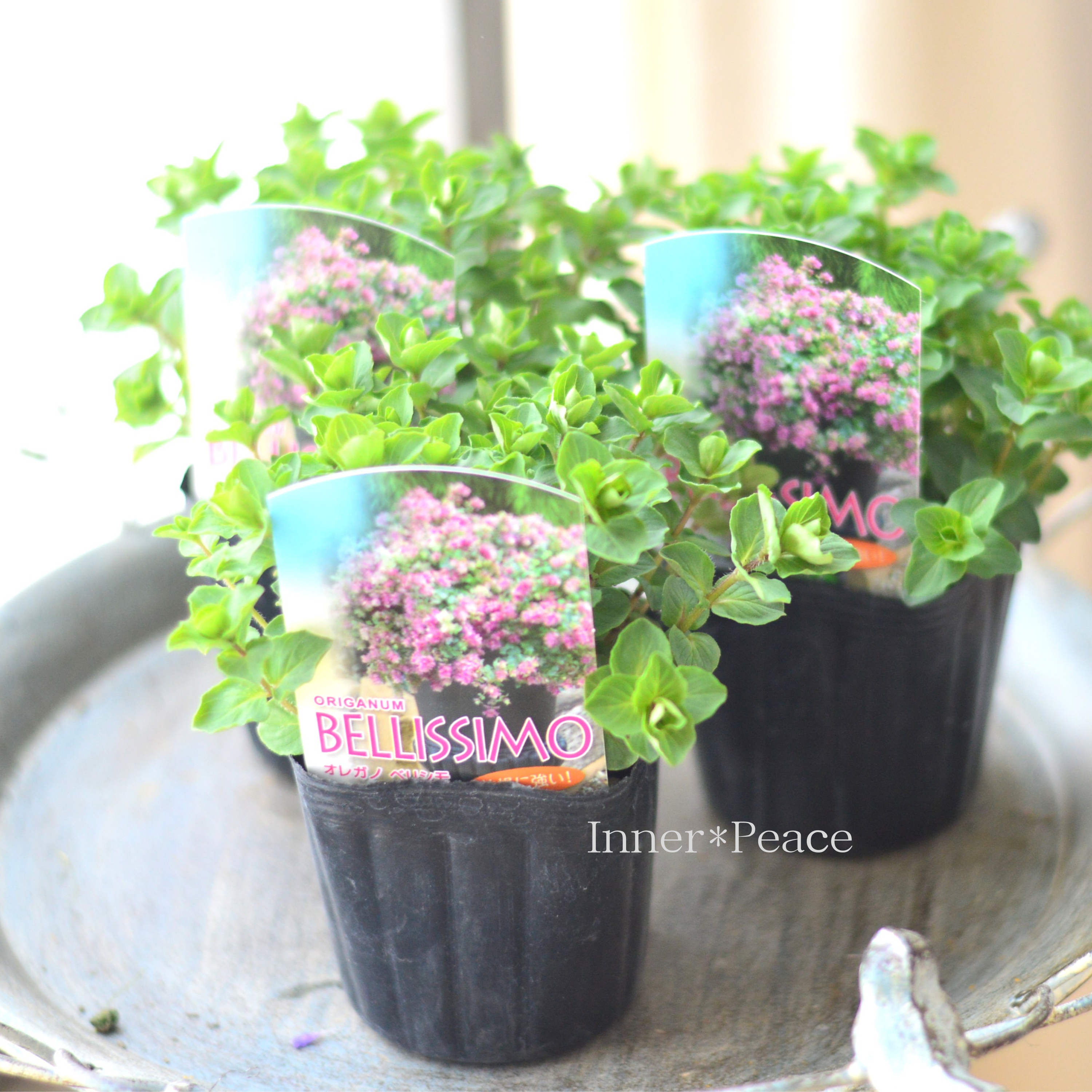 【人気】 オレガノ 『ベリシモ』 3寸POT