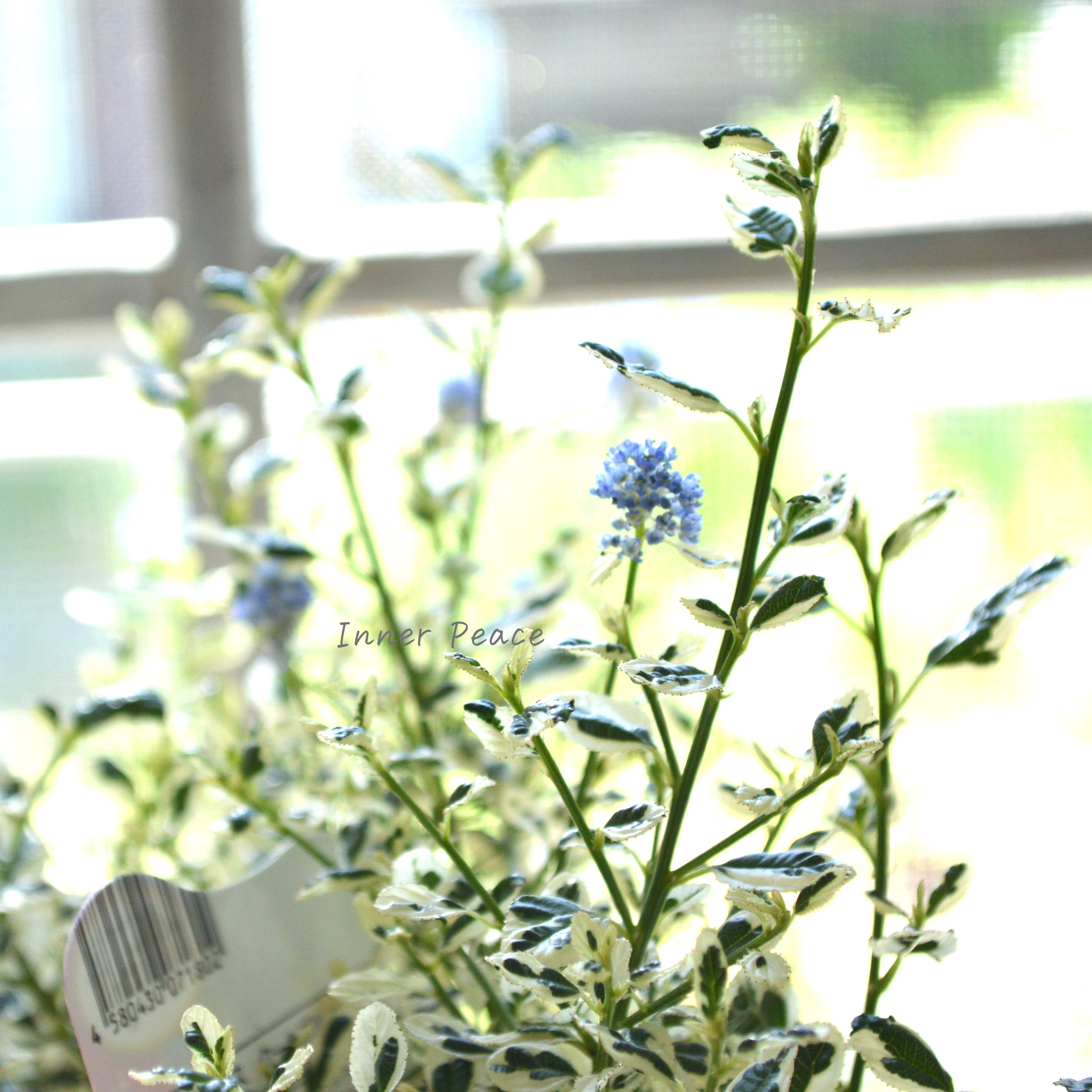 【人気】 セアノサス 『クールブルー』 3寸POT