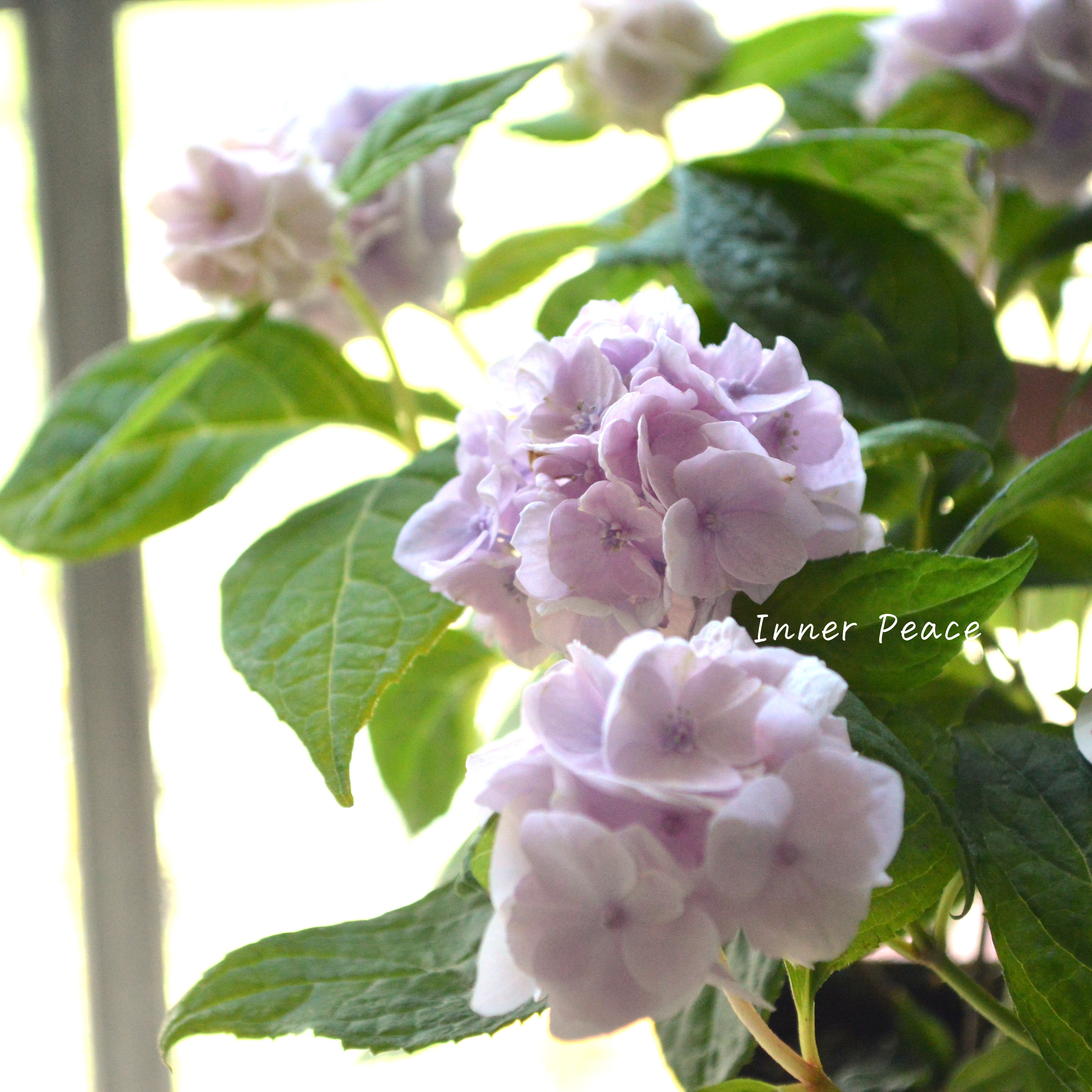 【吉岡麗子さん】 紫陽花 (ぽじさい) 『伊予獅子てまり』 3号POT