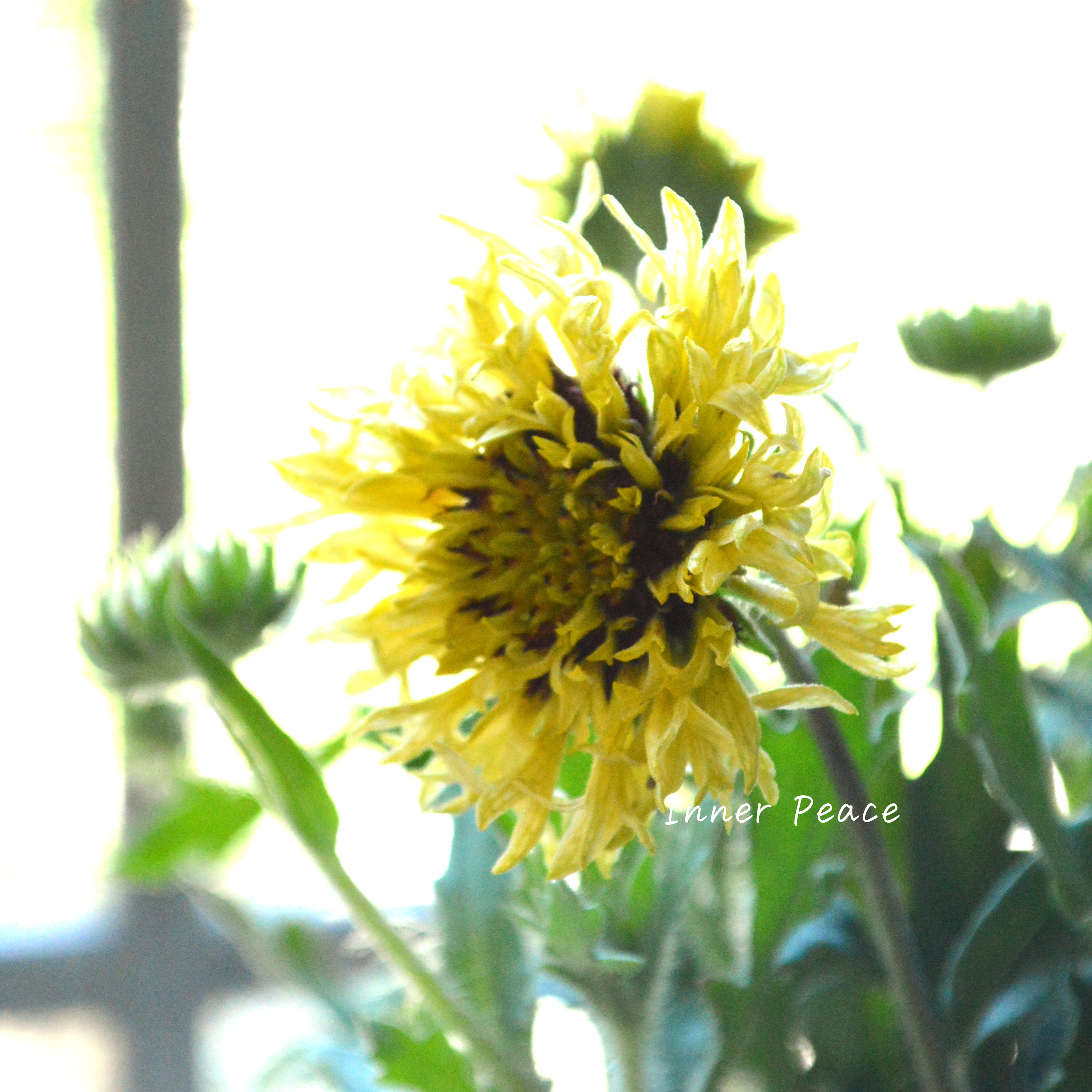 【人気】 ガイラルディア 『ガリア・コーラルスパーク』 3寸ロングPOT