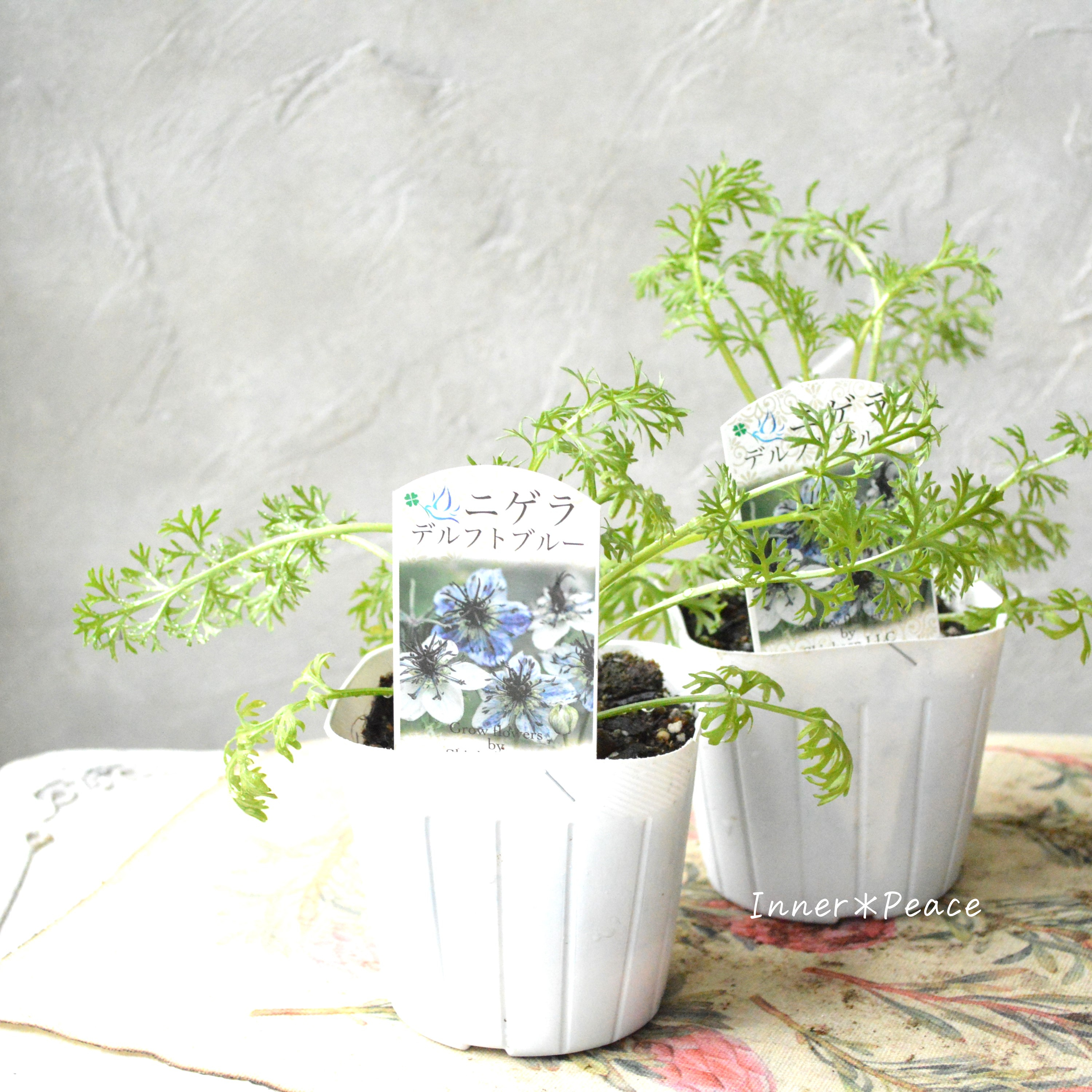 【オシャレ】 ニゲラ 『デルフトブルー』植え込み用 3寸POT