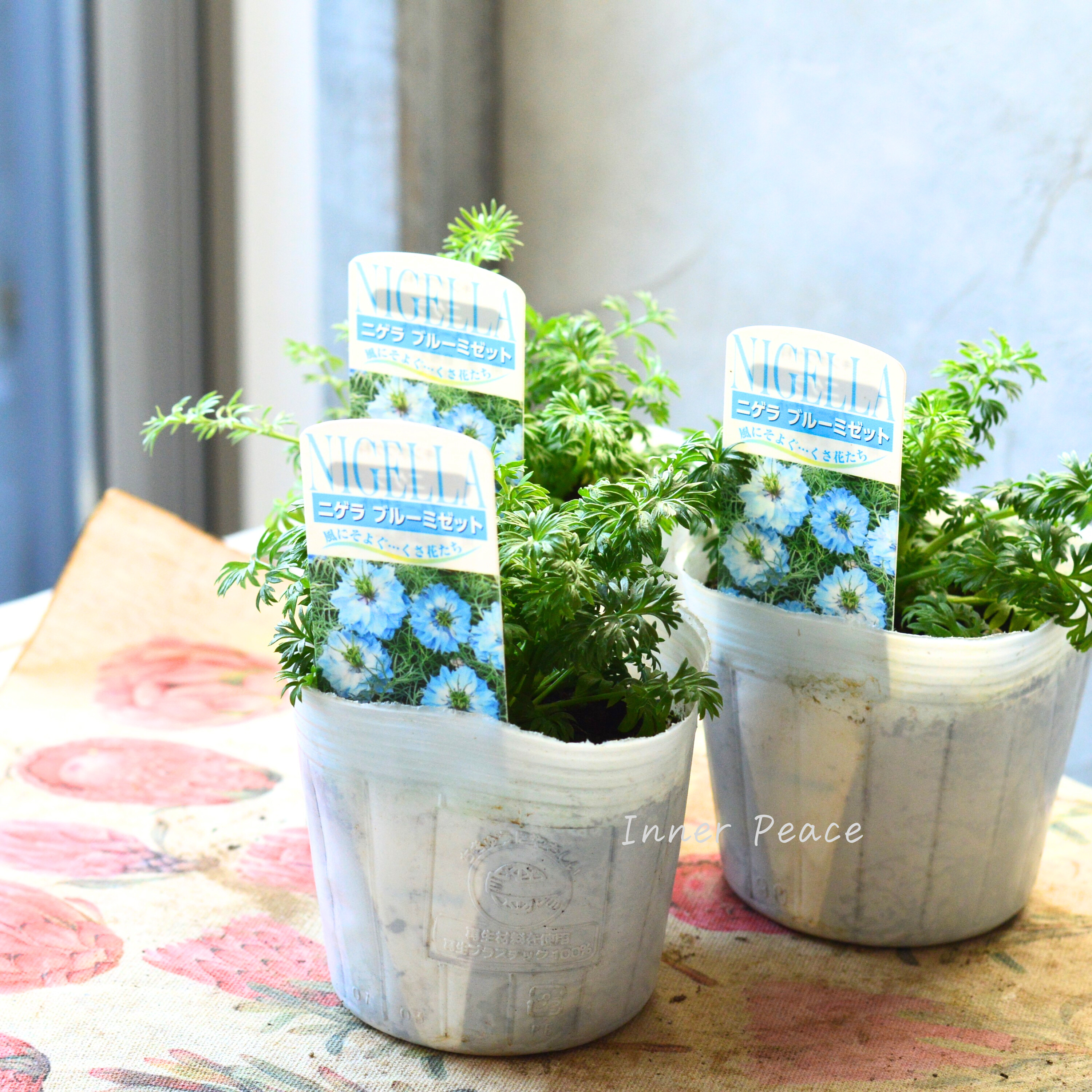 【オシャレ】 ニゲラ 『ブルーミゼット』植え込み用 3寸POT