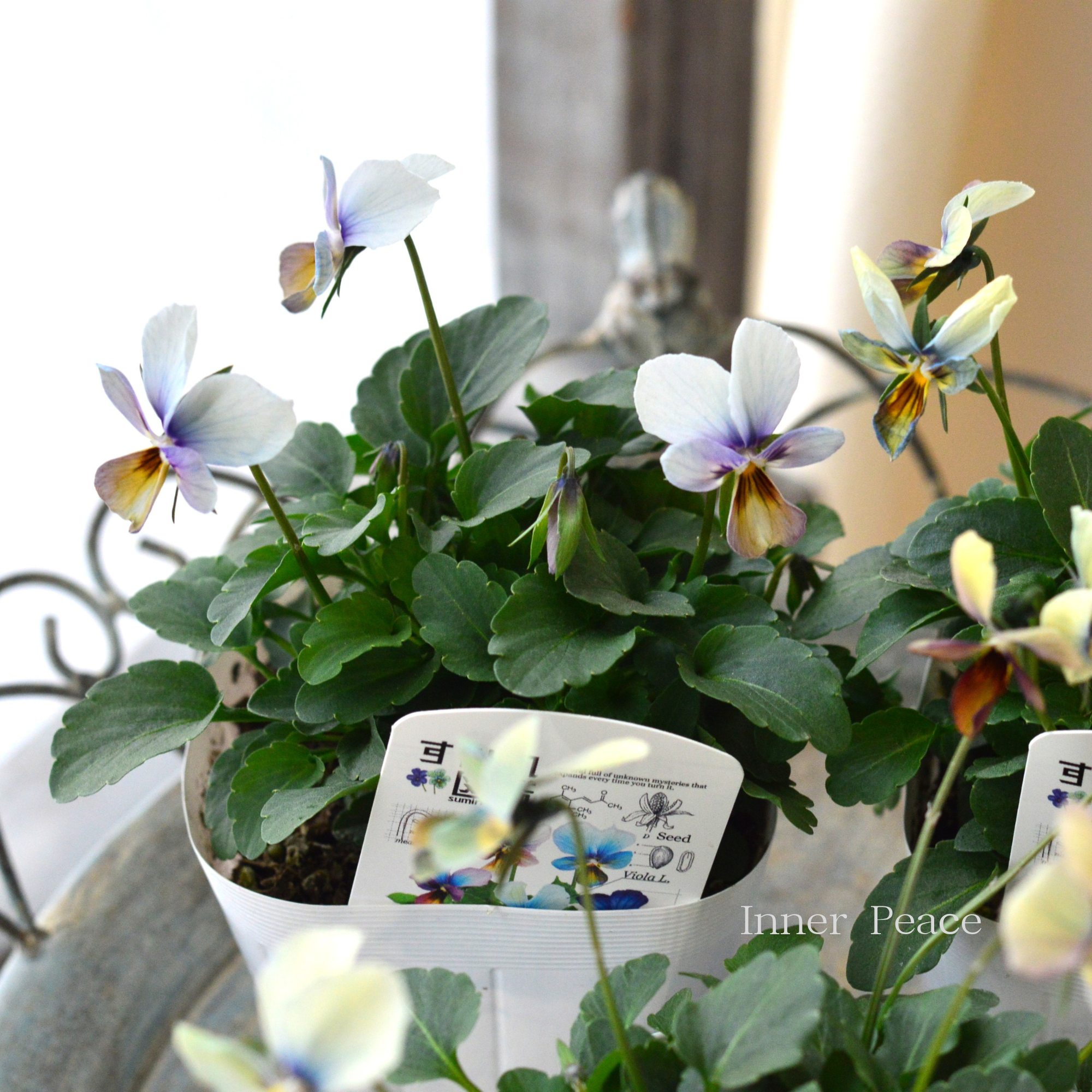 【希少】 おひとり様1苗限定 ビオラ 『すみれ図鑑』 3.5寸POT