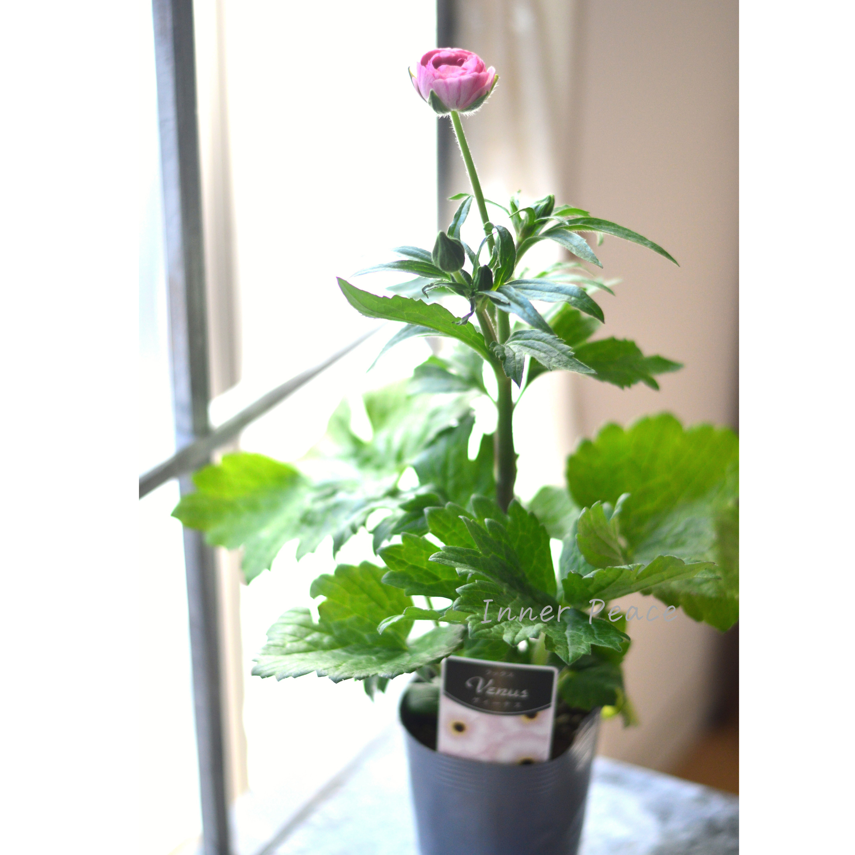 【美しい】 ラナンキュラス・ラックス 『ヴィーナス』 4寸POT