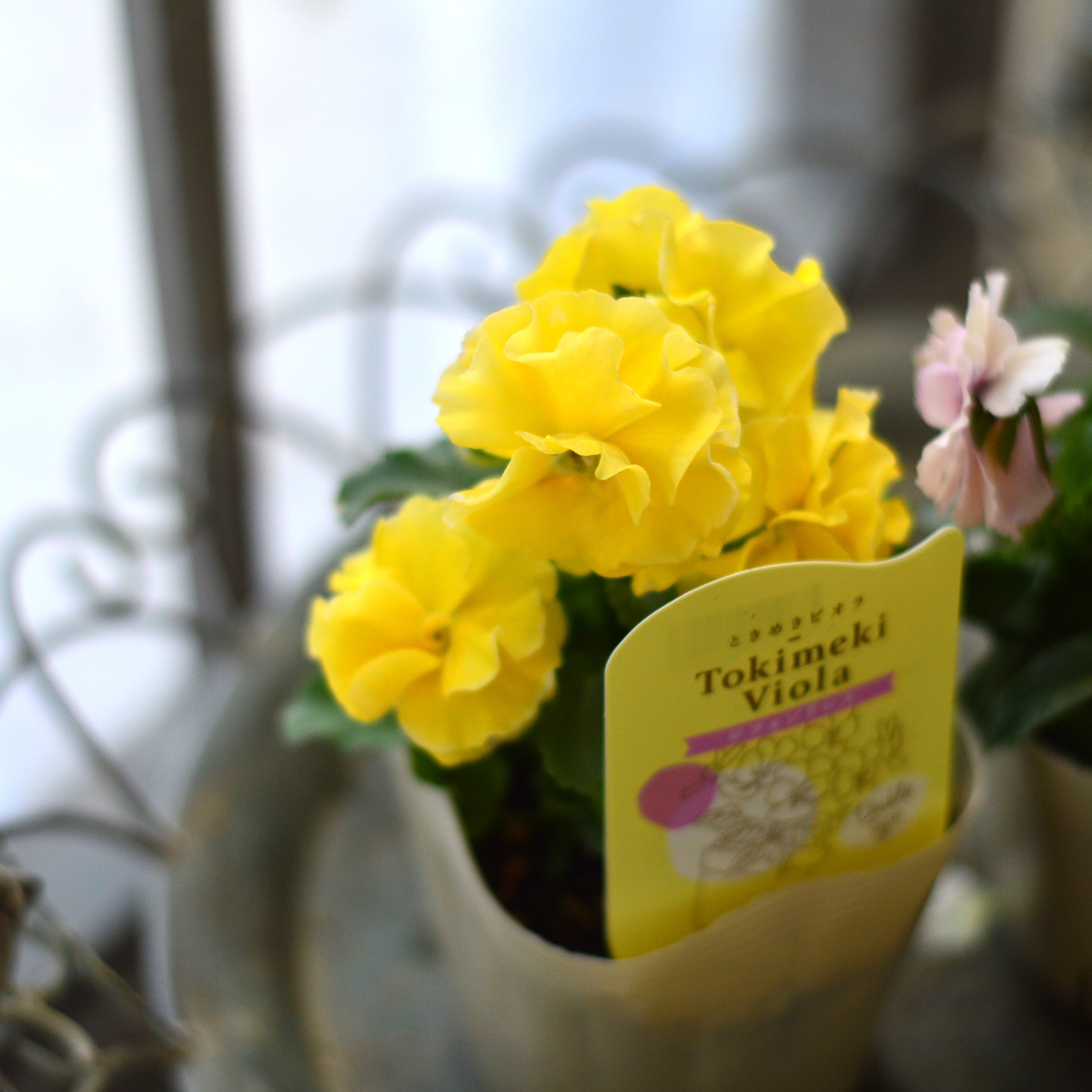 【奥田園芸さん】 ときめきビオラ 『シフォンドレス』 3.5寸POT