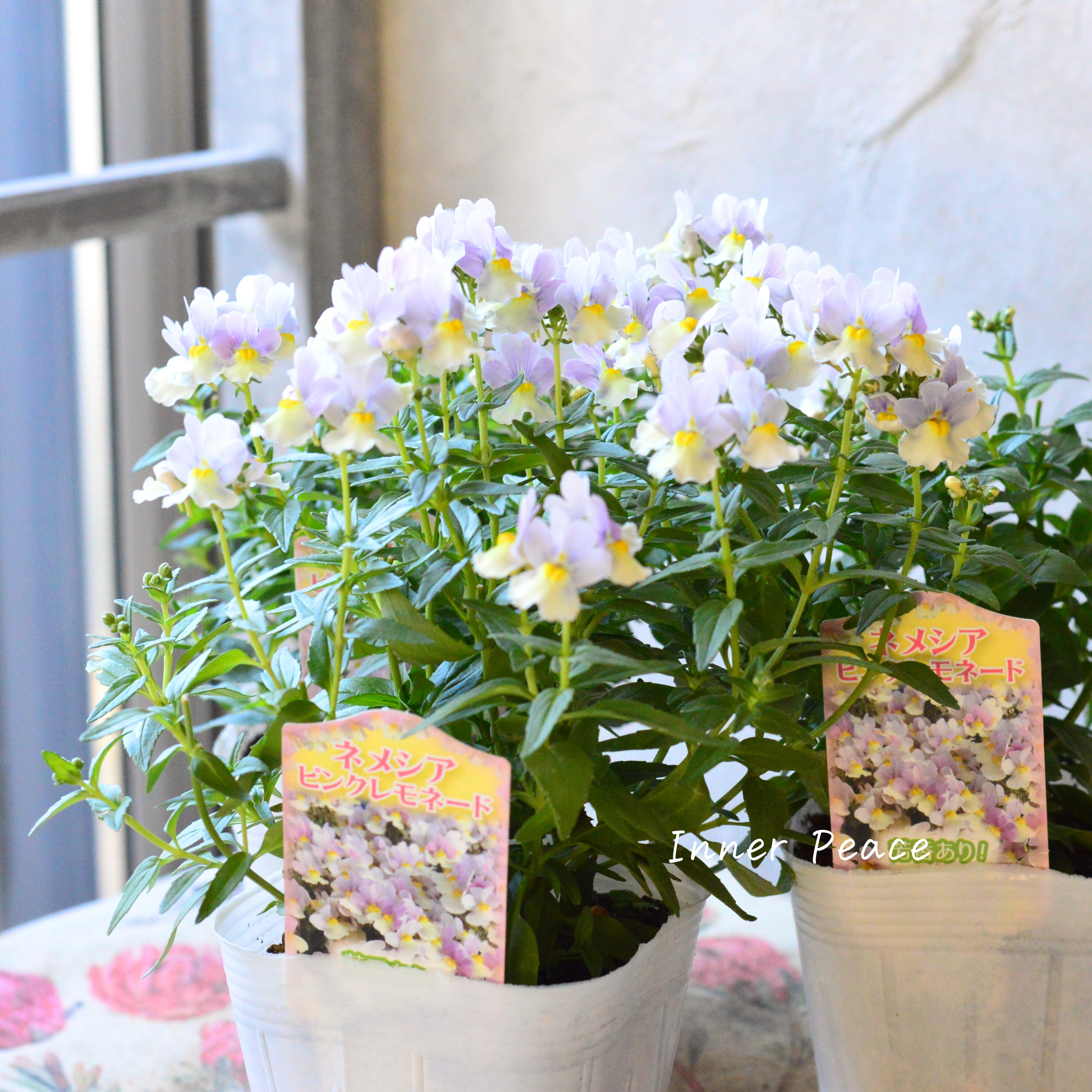 【かわいい】 ネメシア 『ピンクレモネード』 3.5寸POT