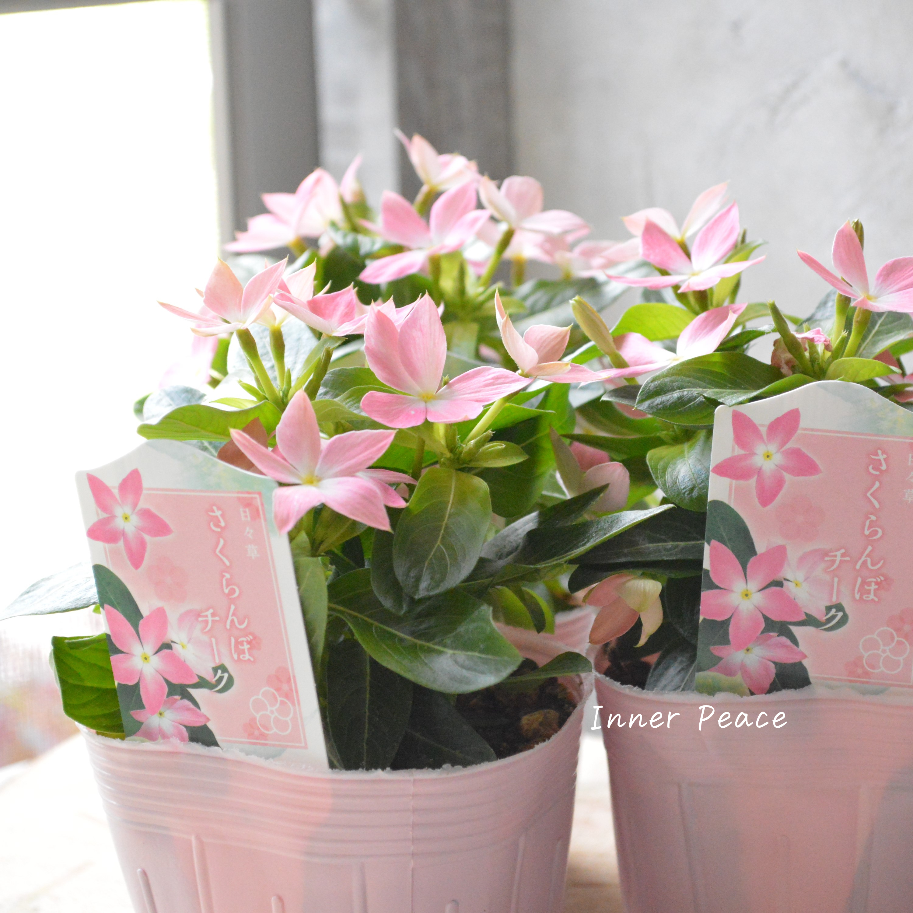 【サトウ園芸さん】 ニチニチソウ 『さくらんぼチーク』 3.5寸POT