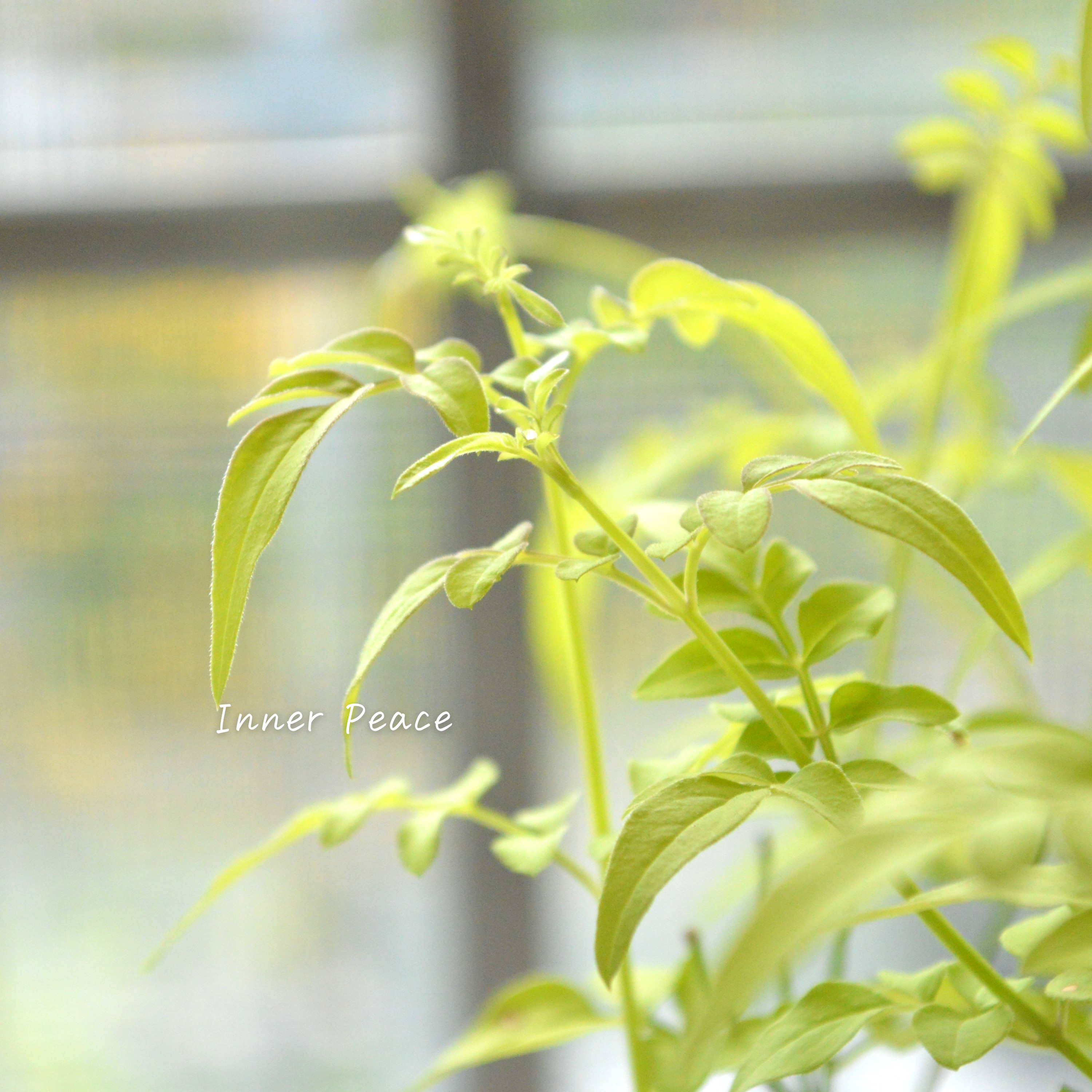 【鮮やかなお色】ハゴロモジャスミン・フィオナサンライズ 2.5寸POT