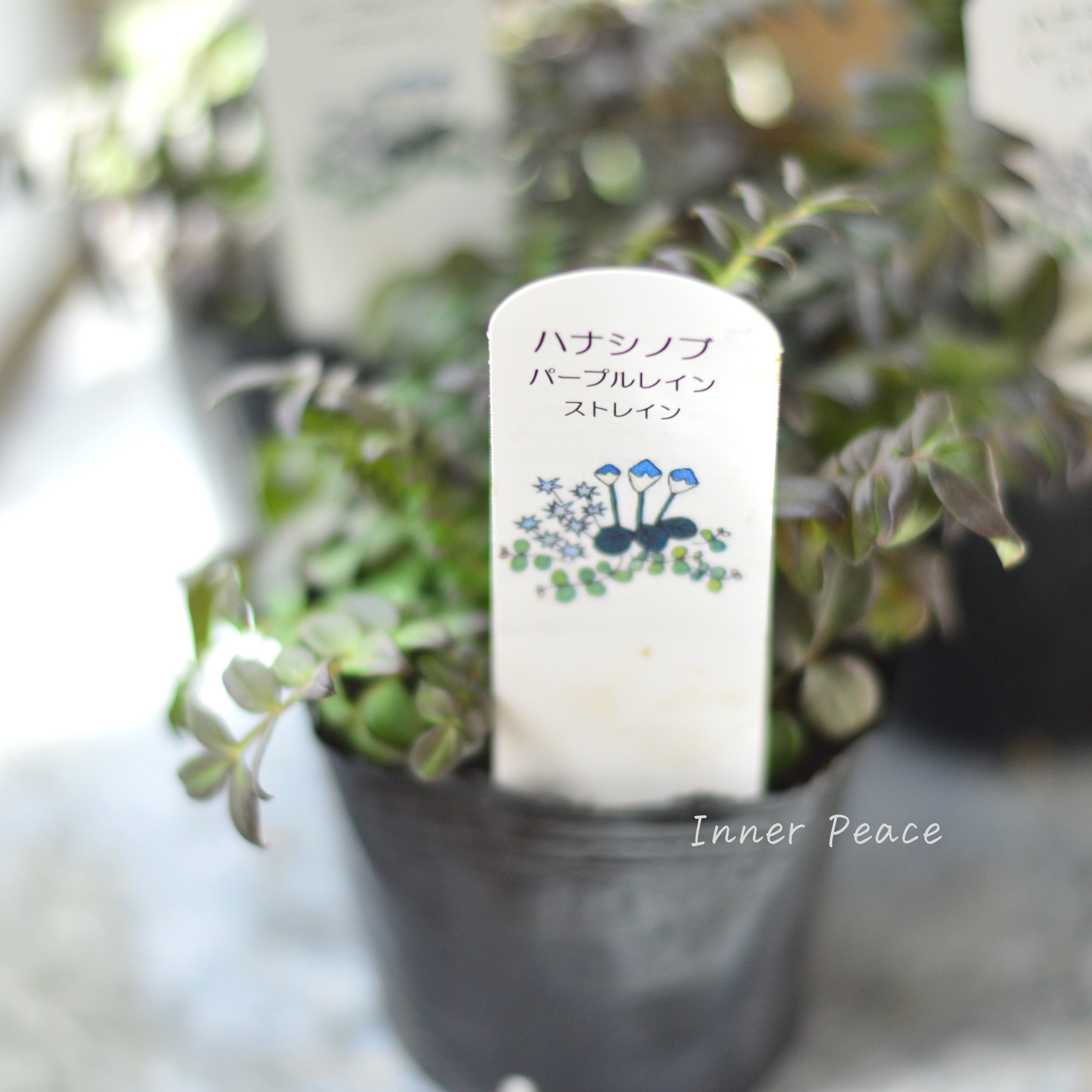 【葉色が美しい】 ハナシノブ(ポレモニウム)『パープルレイン』 3寸POT