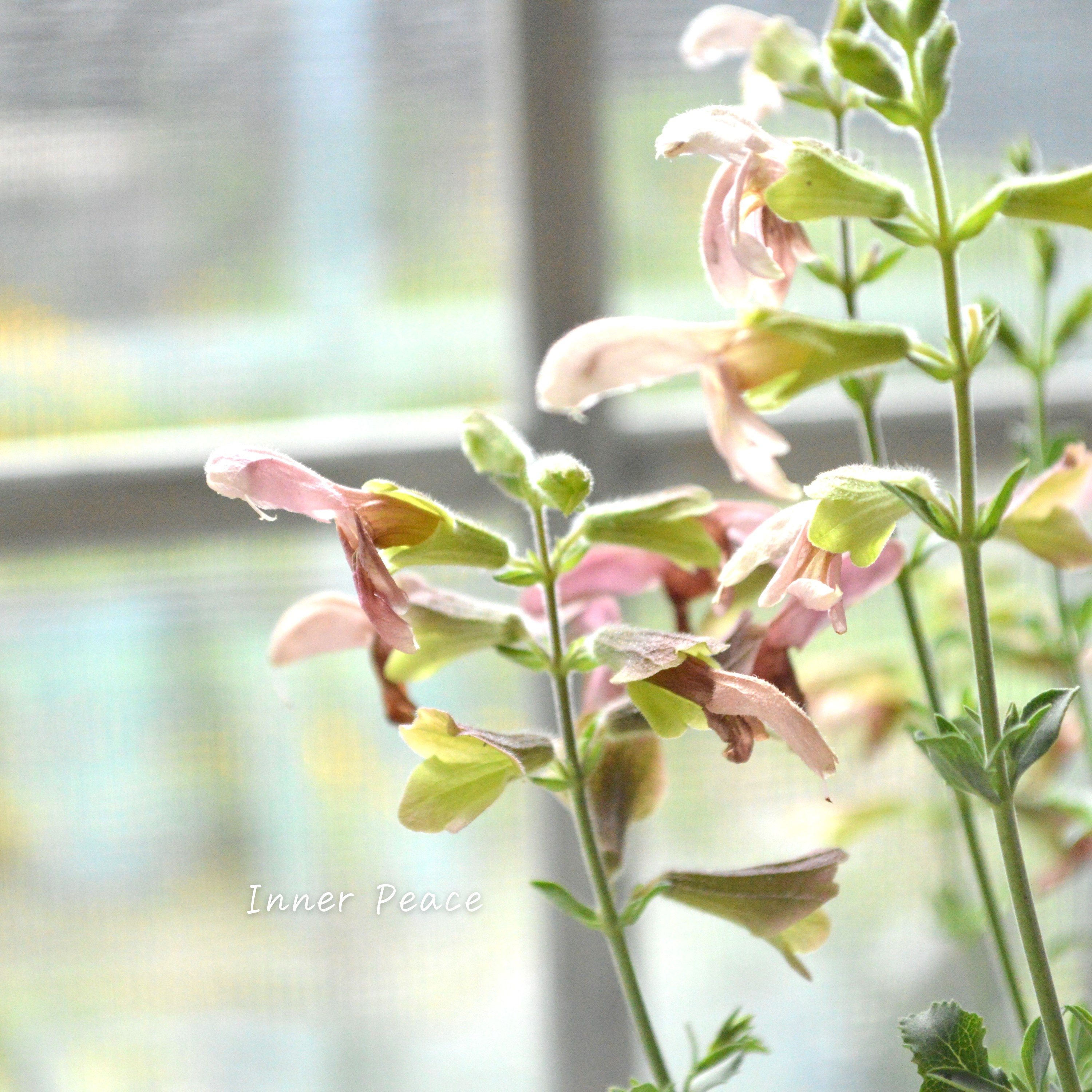 【宿根】 サルビア 『ラスティーセージ』 3寸POT