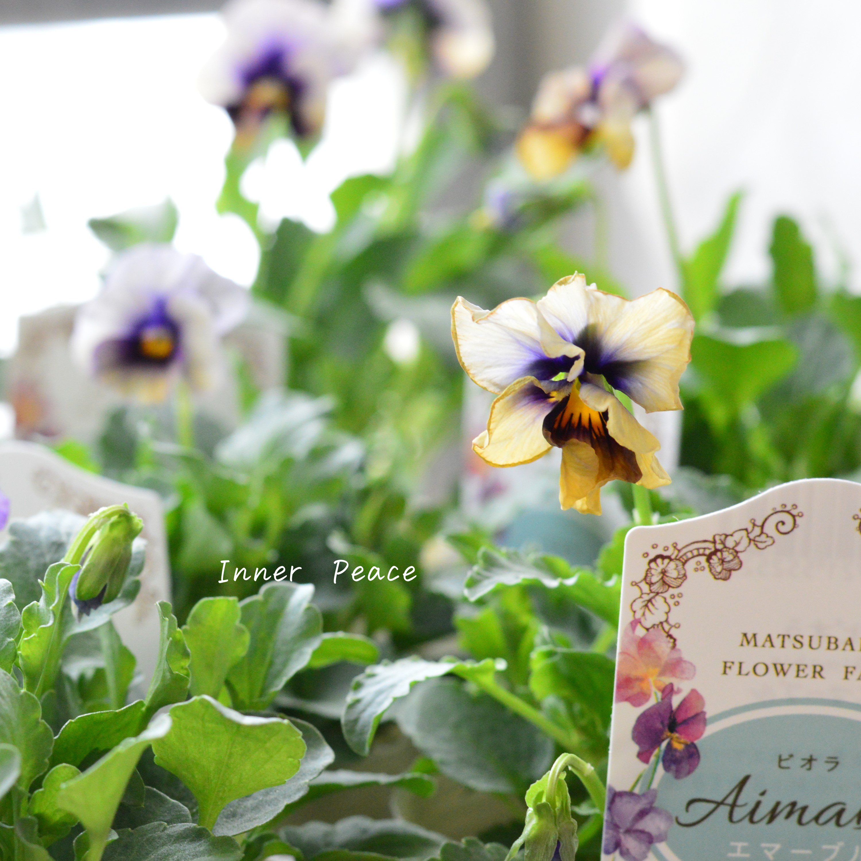 【マツバラフラワーファームさん】 ビオラ 『エマーブル・ムーンライト』 3寸ロングPOT