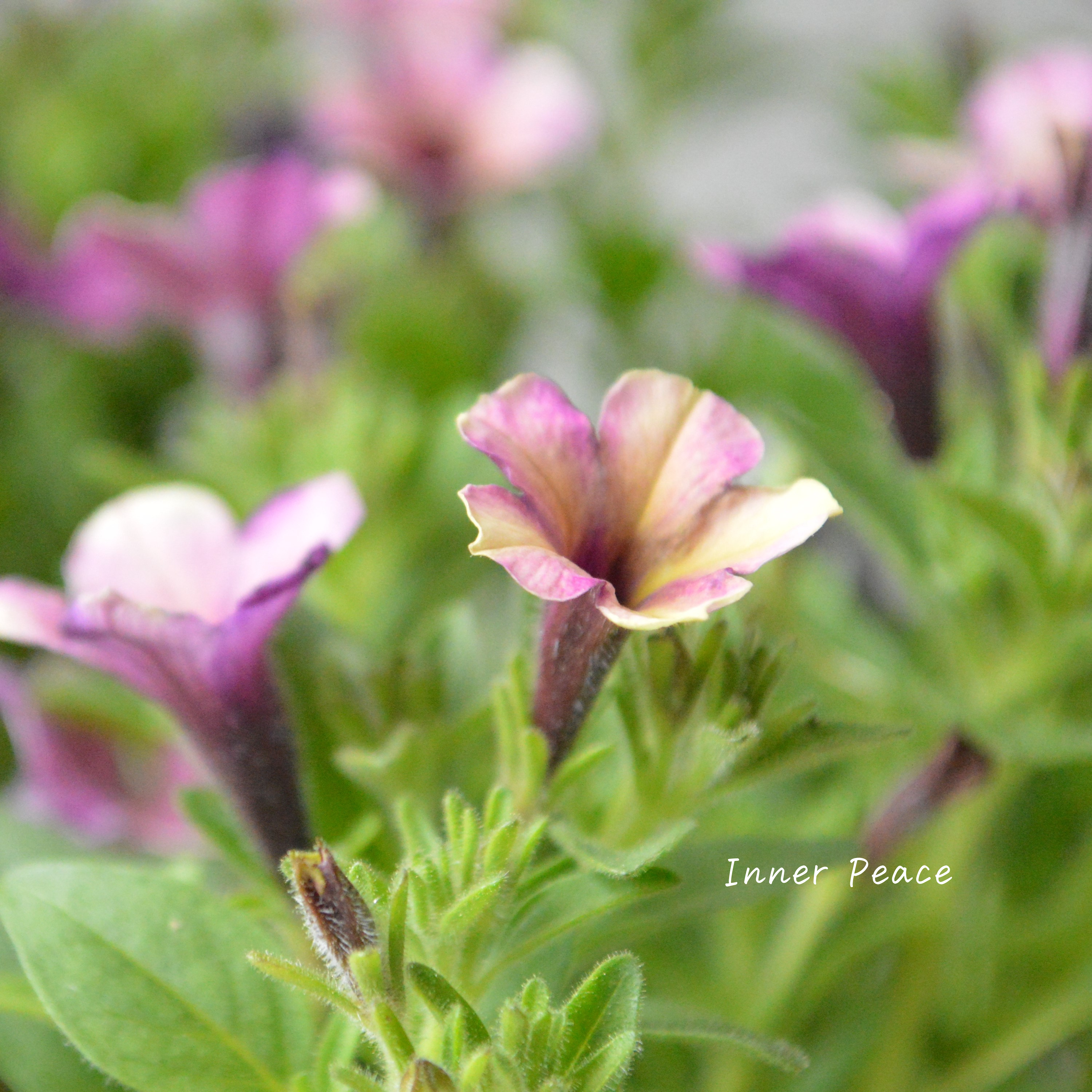 【花芳さんオリジナル】 小輪ペチュニア 『マルベリー』 3.5寸POT