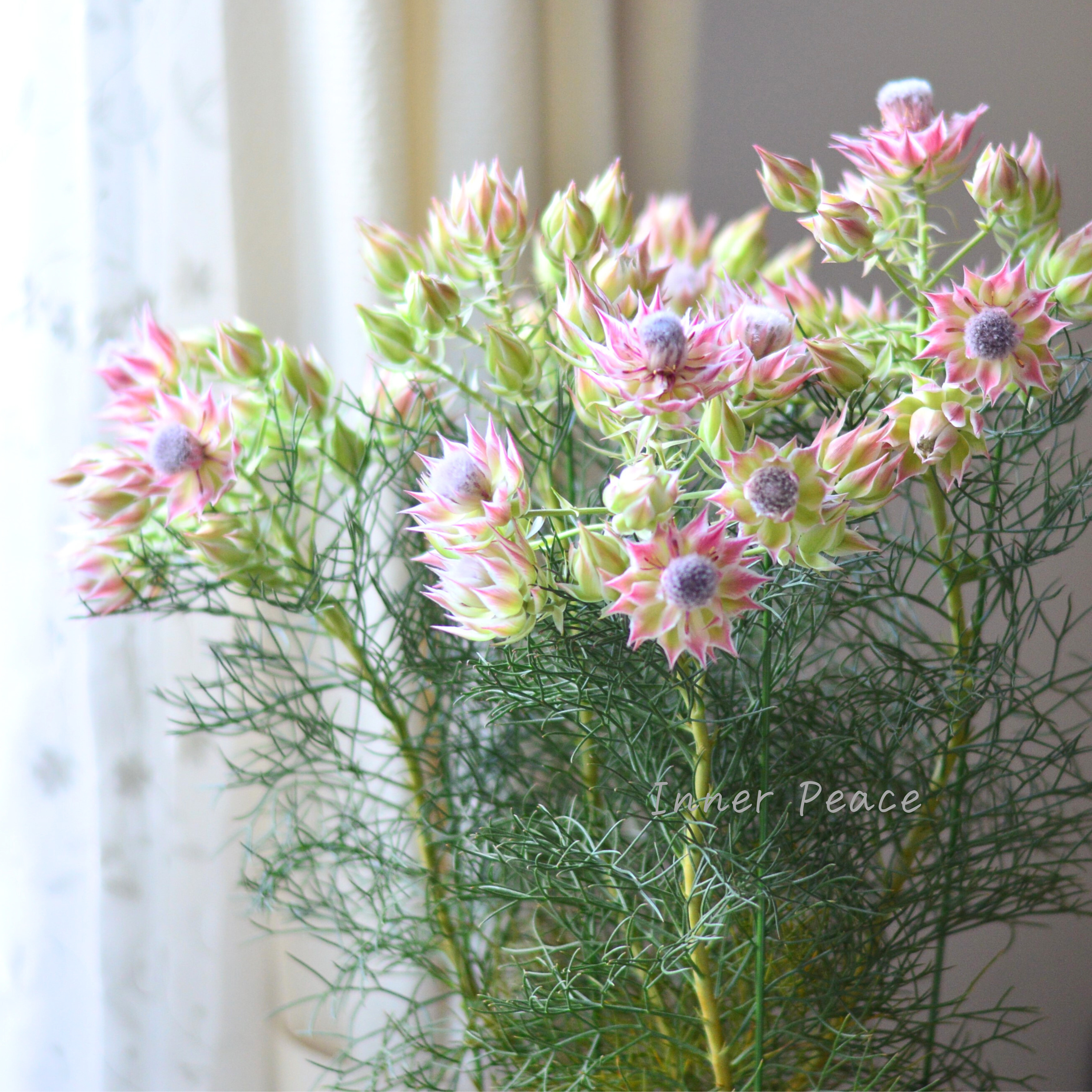 【大苗】 セルリア 『プリティーピンク』 7号スリット鉢