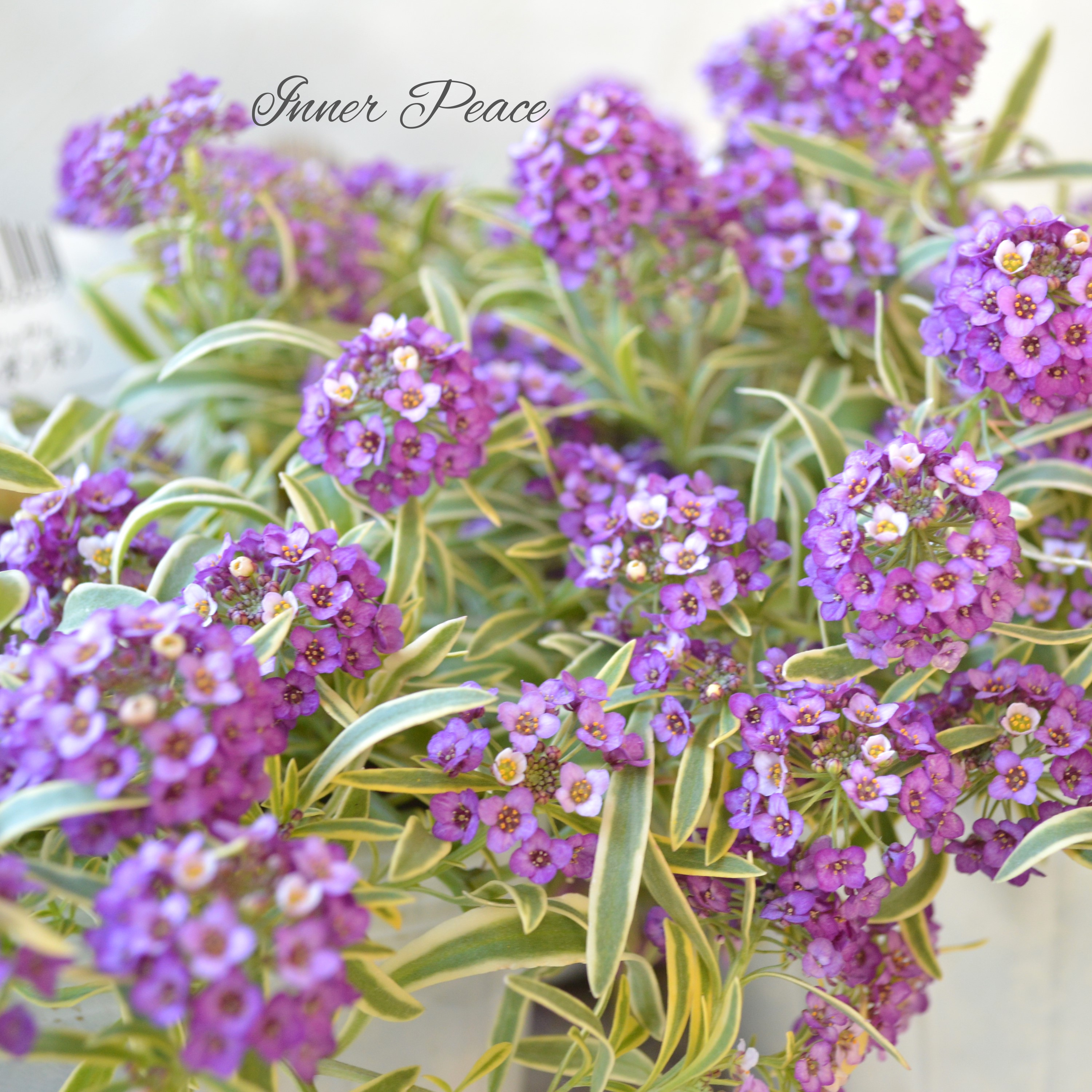 【斑入り】 アリッサム 『ハッピーポンポン』 3.5寸POT