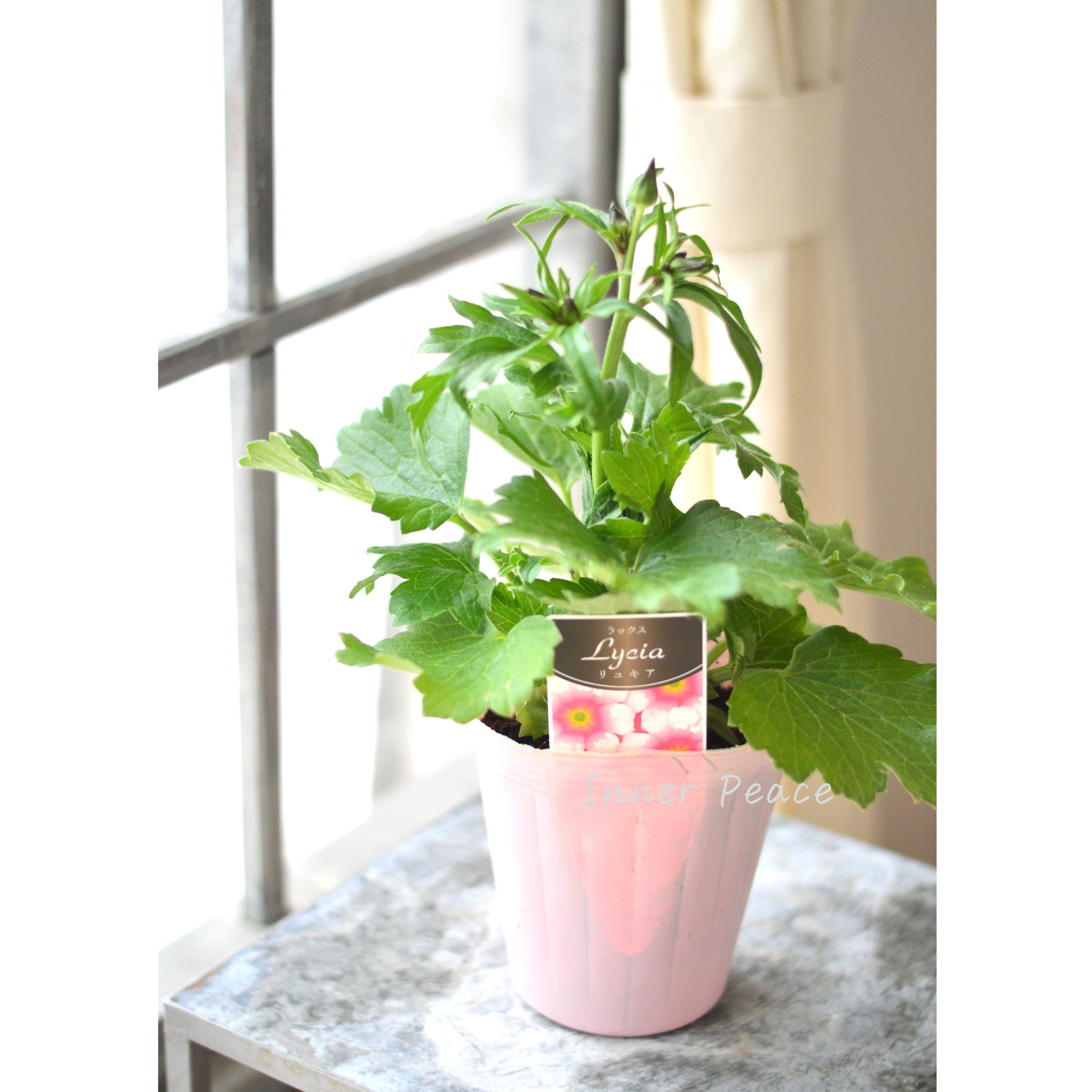 【美しい】 ラナンキュラス・ラックス 『リュキア』 4寸POT