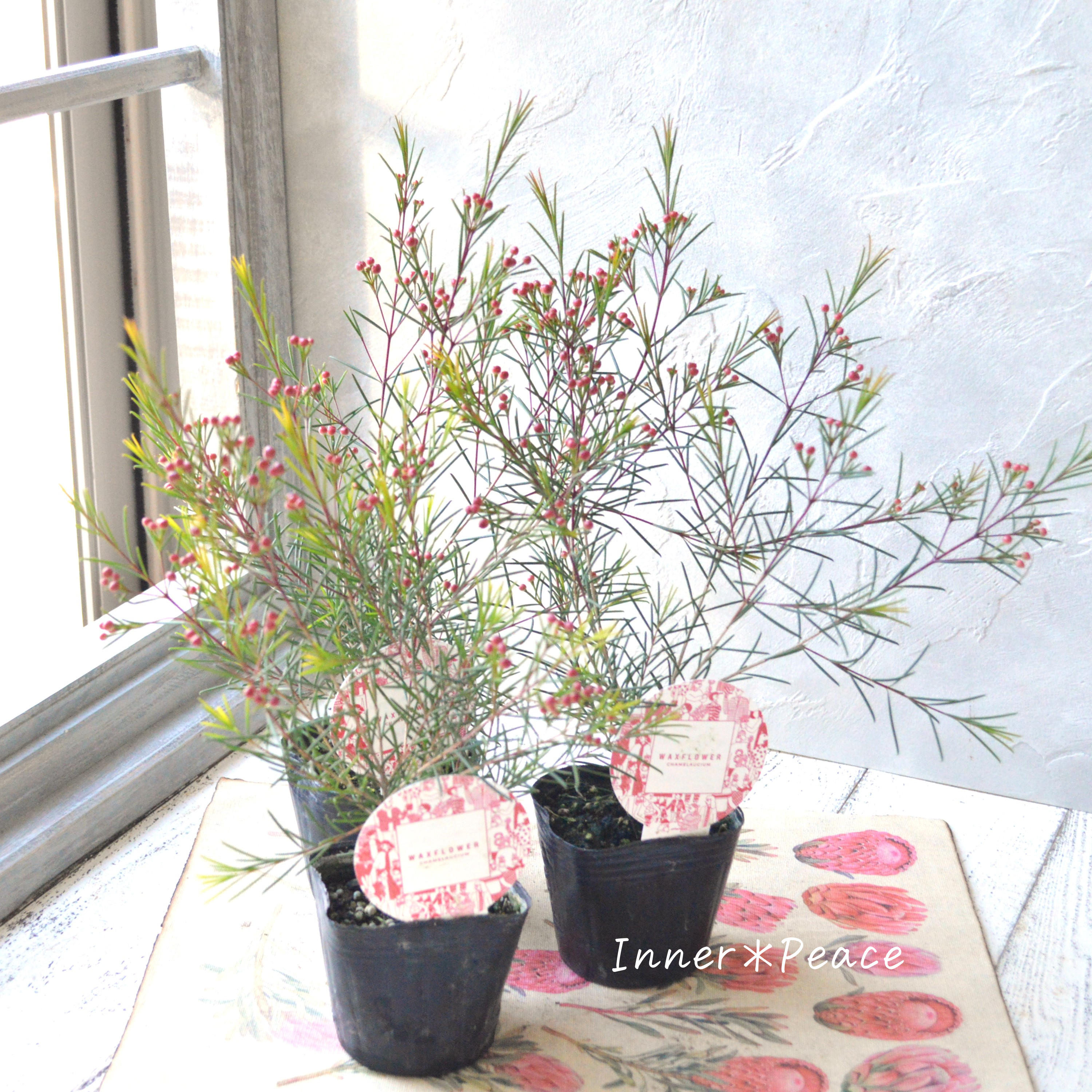 【人気】 ワックスフラワー 3寸POT