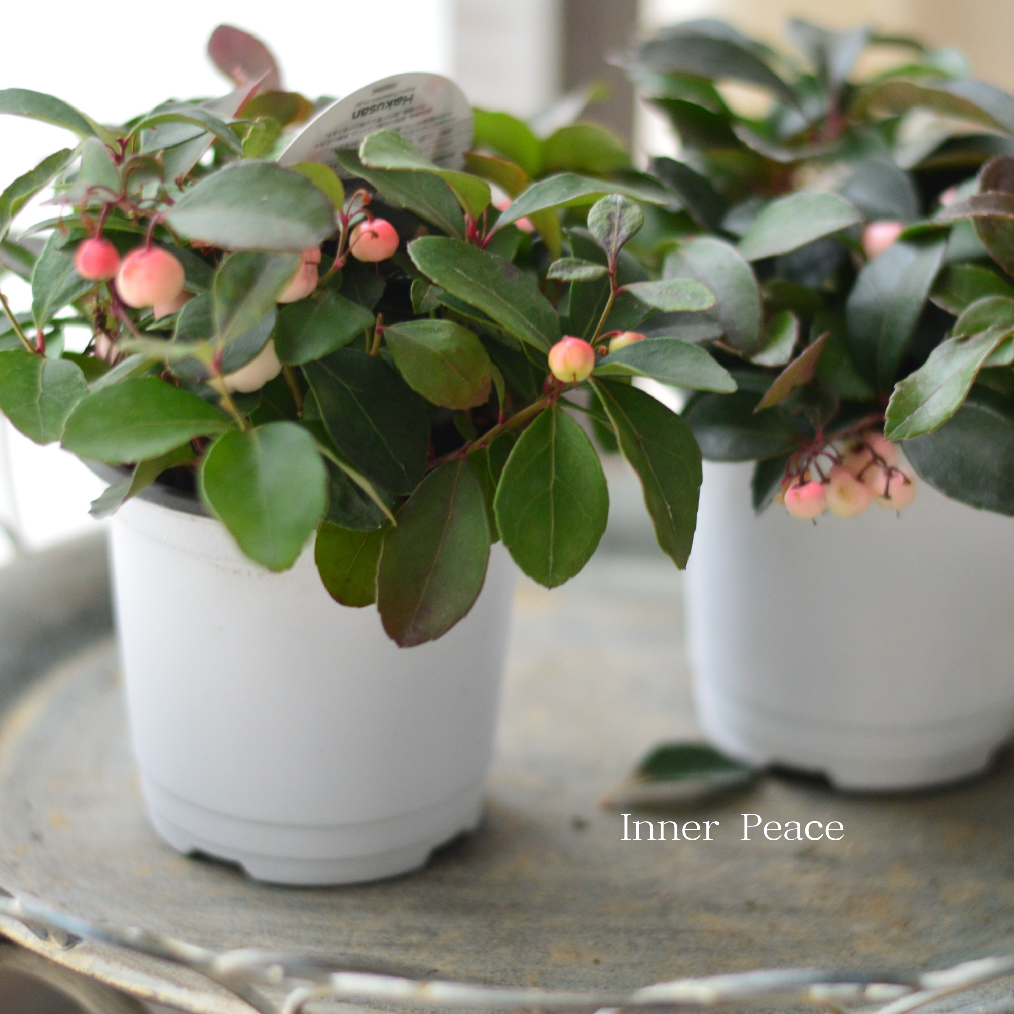 【寄せ植えに】 ゴーテリア・チャオペラ 『ピンク』 3寸POT