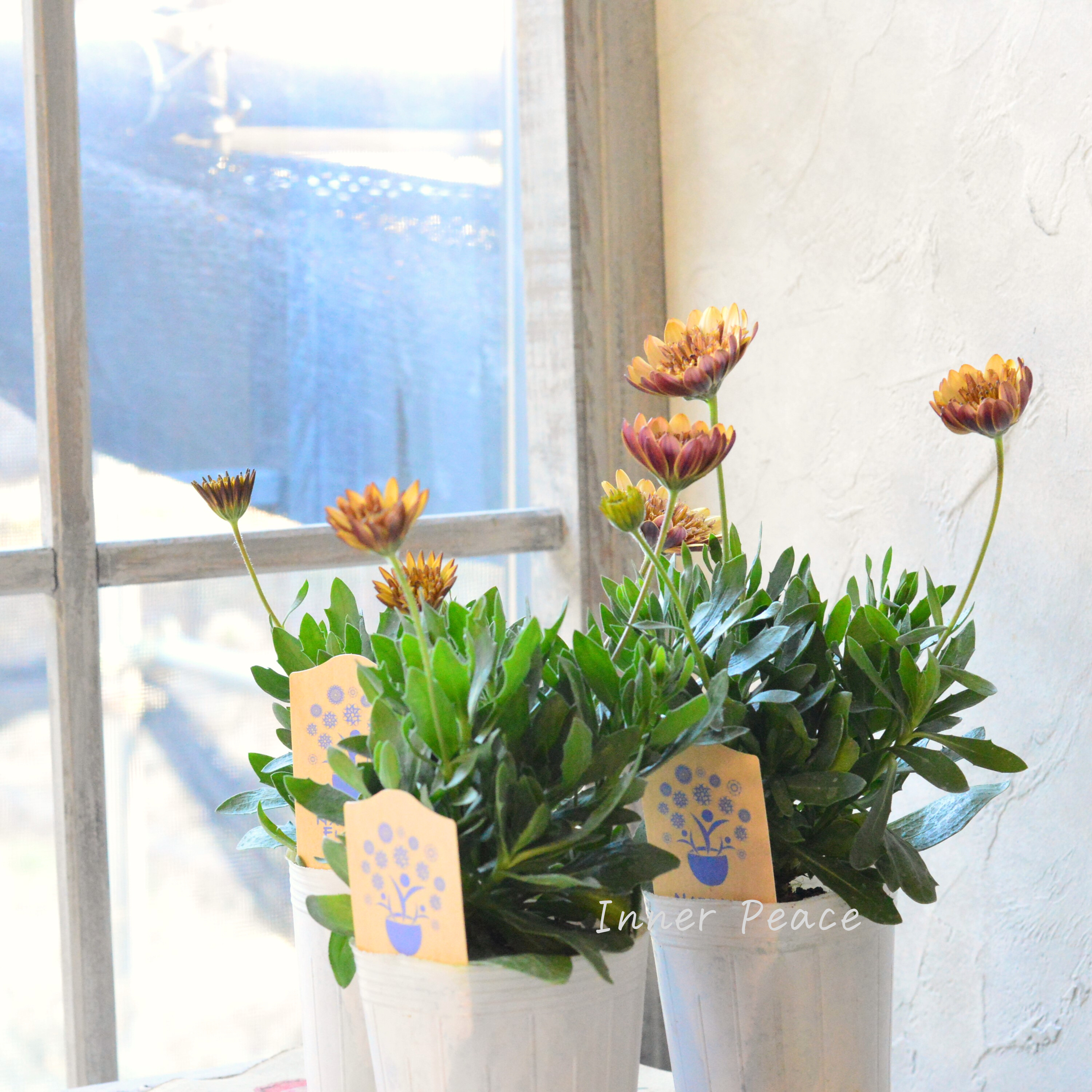 【希少】 ナラフラさんのオステオスペルマム 『モカラテ』 3寸ロングPOT