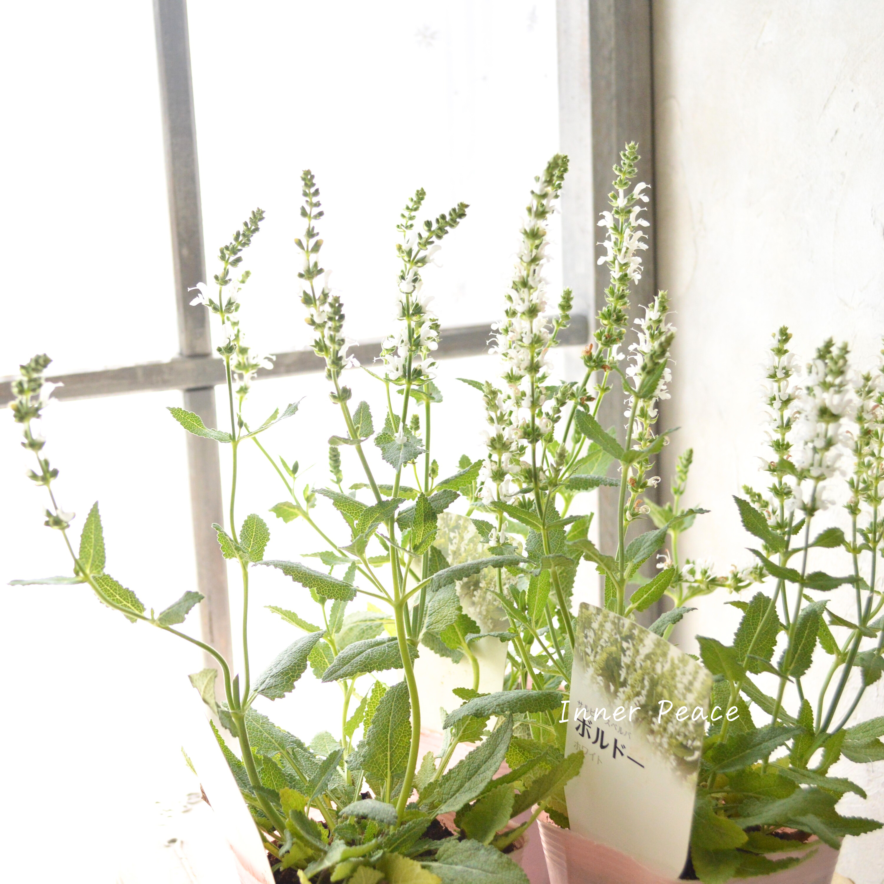 【宿根】 サルビア 『スペルバ・ボルドー ホワイト』 3.5寸POT