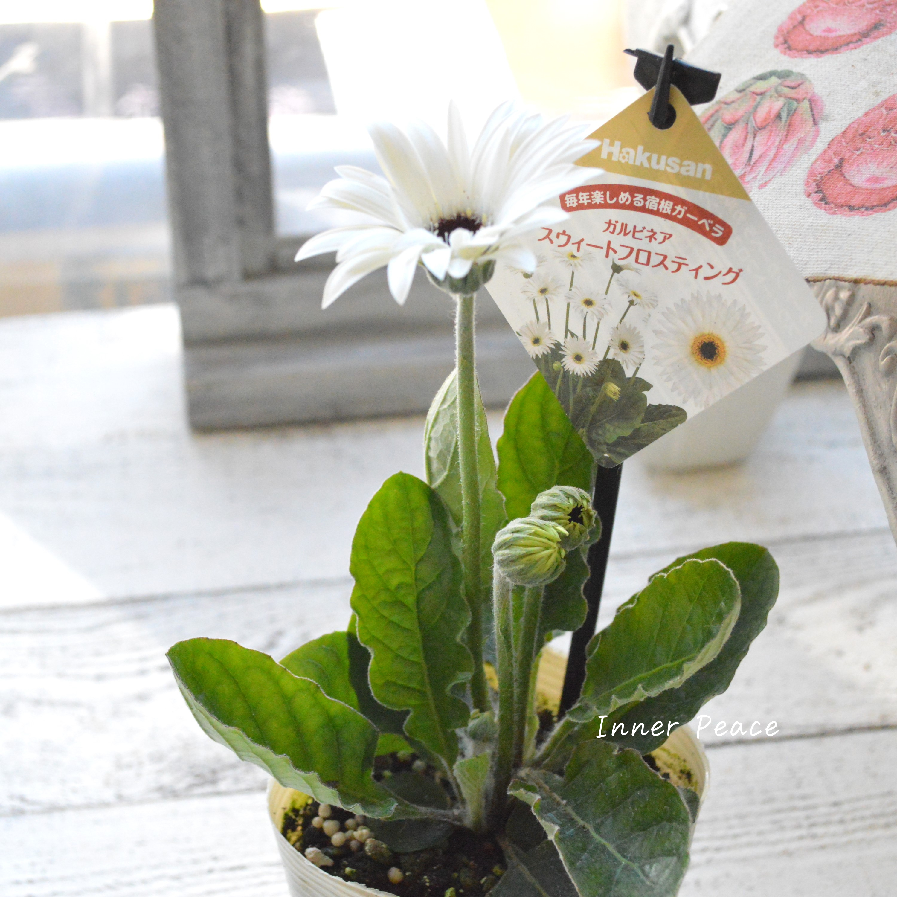 【宿根】 ガルビネア 『スウィートフロスティング』 3.5寸POT