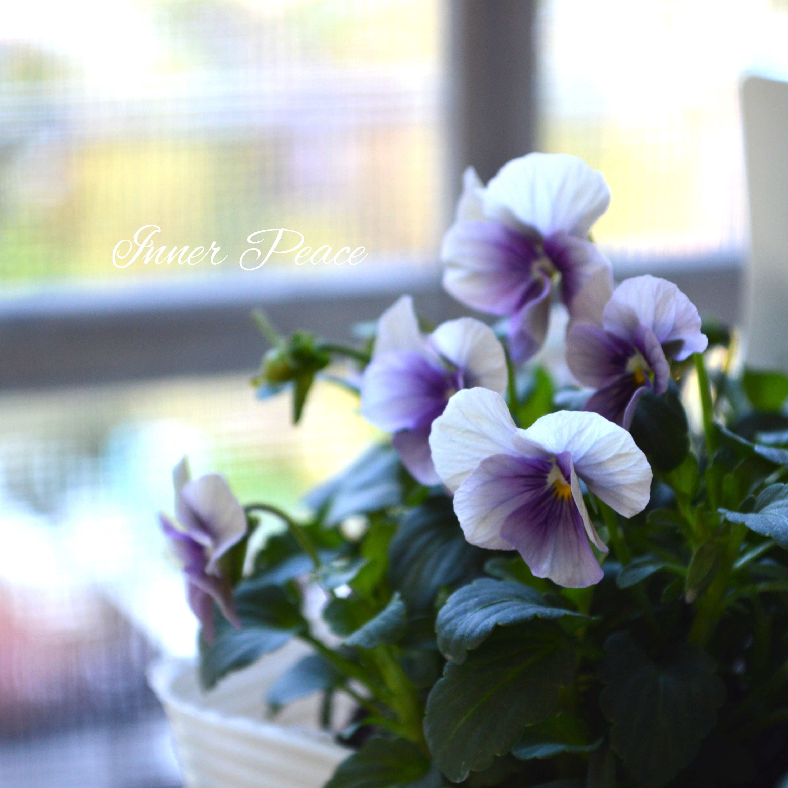 【希少】 北島園芸さんのビオラ 『藍月』 3.5寸POT