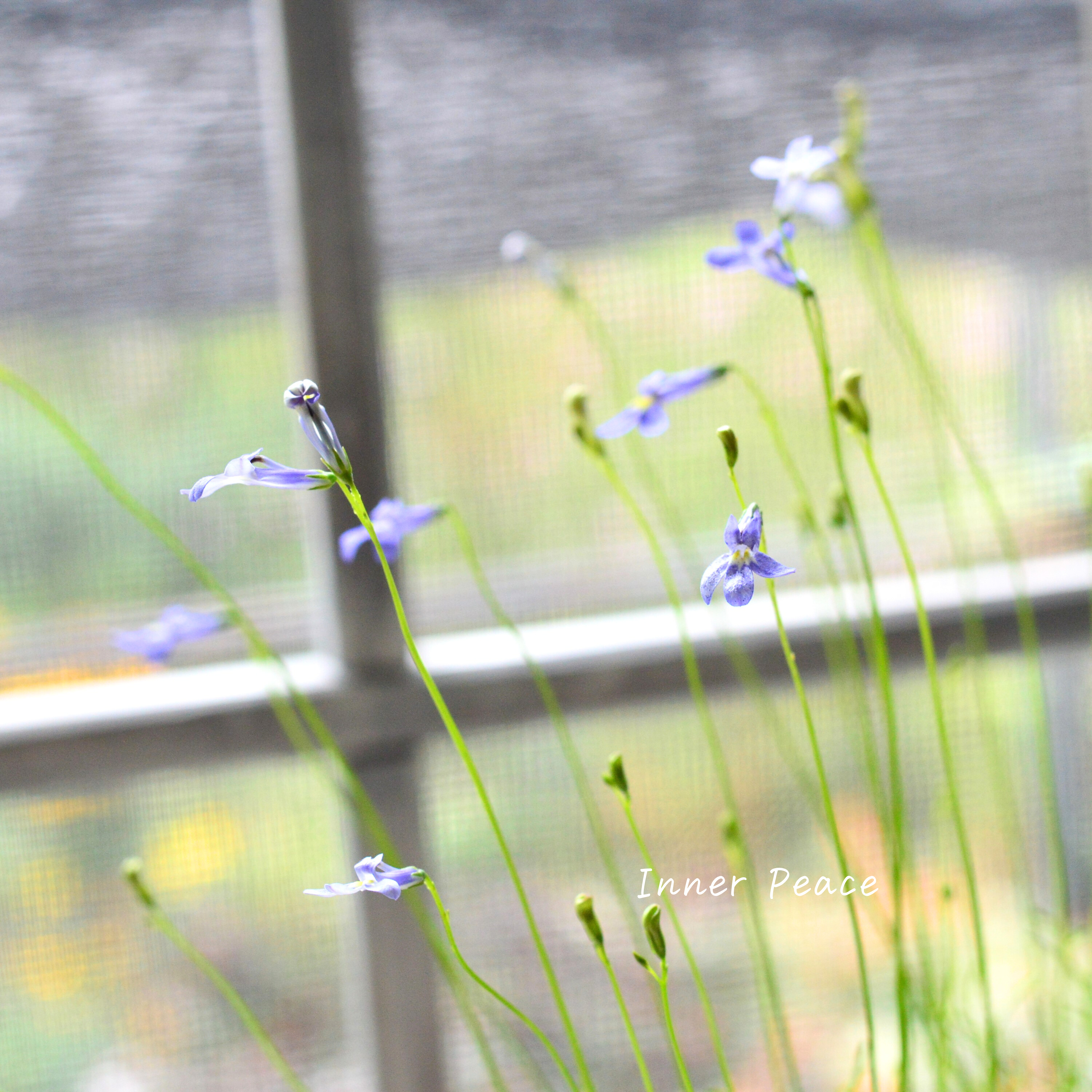 【開花期が長い】 ロベリア 『パラシオンブルー』 3寸POT