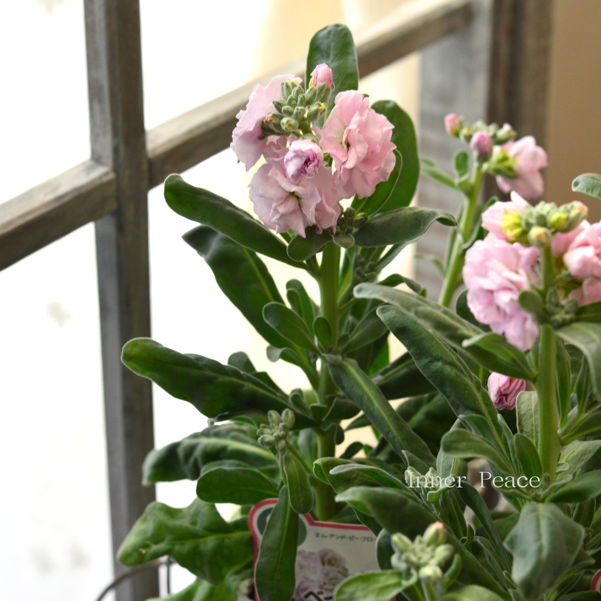 【八重咲き】 ストック ベイビー 『ライトピンク』 3寸ロングPOT