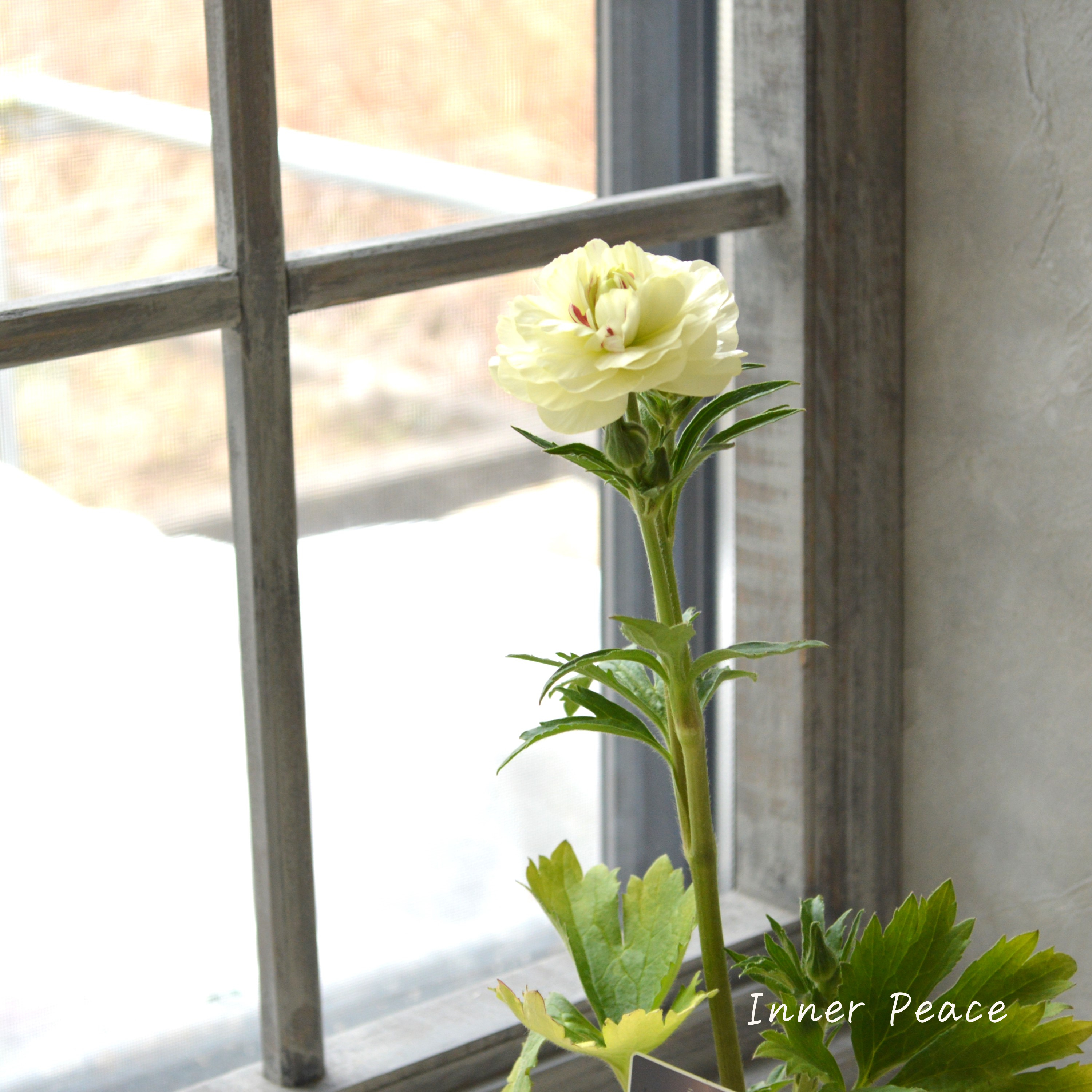 【美しい】 ラナンキュラス・ラックス 『ニノス』 4寸POT