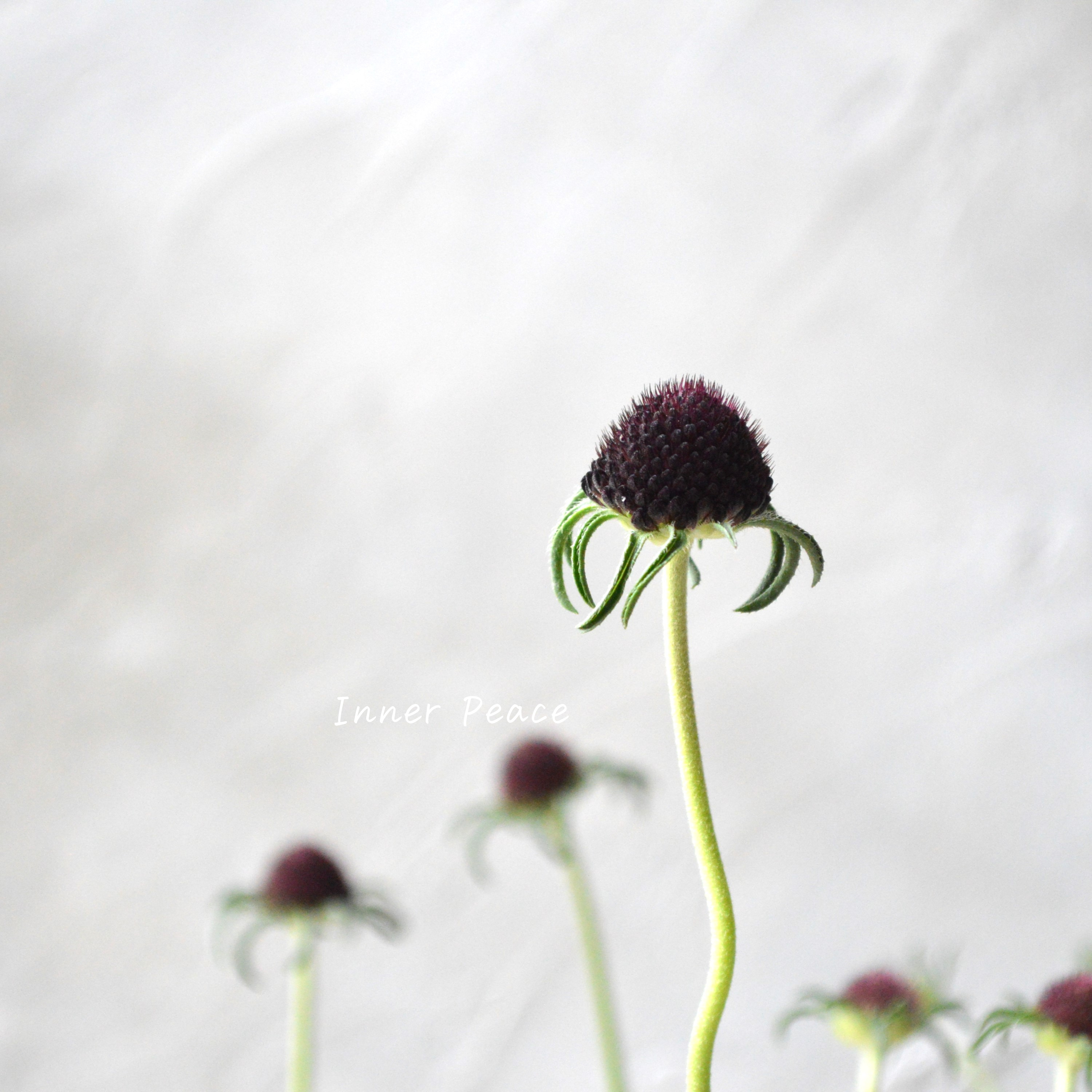 【シック】 スカビオサ 『チリブラック』 3寸ロングPOT