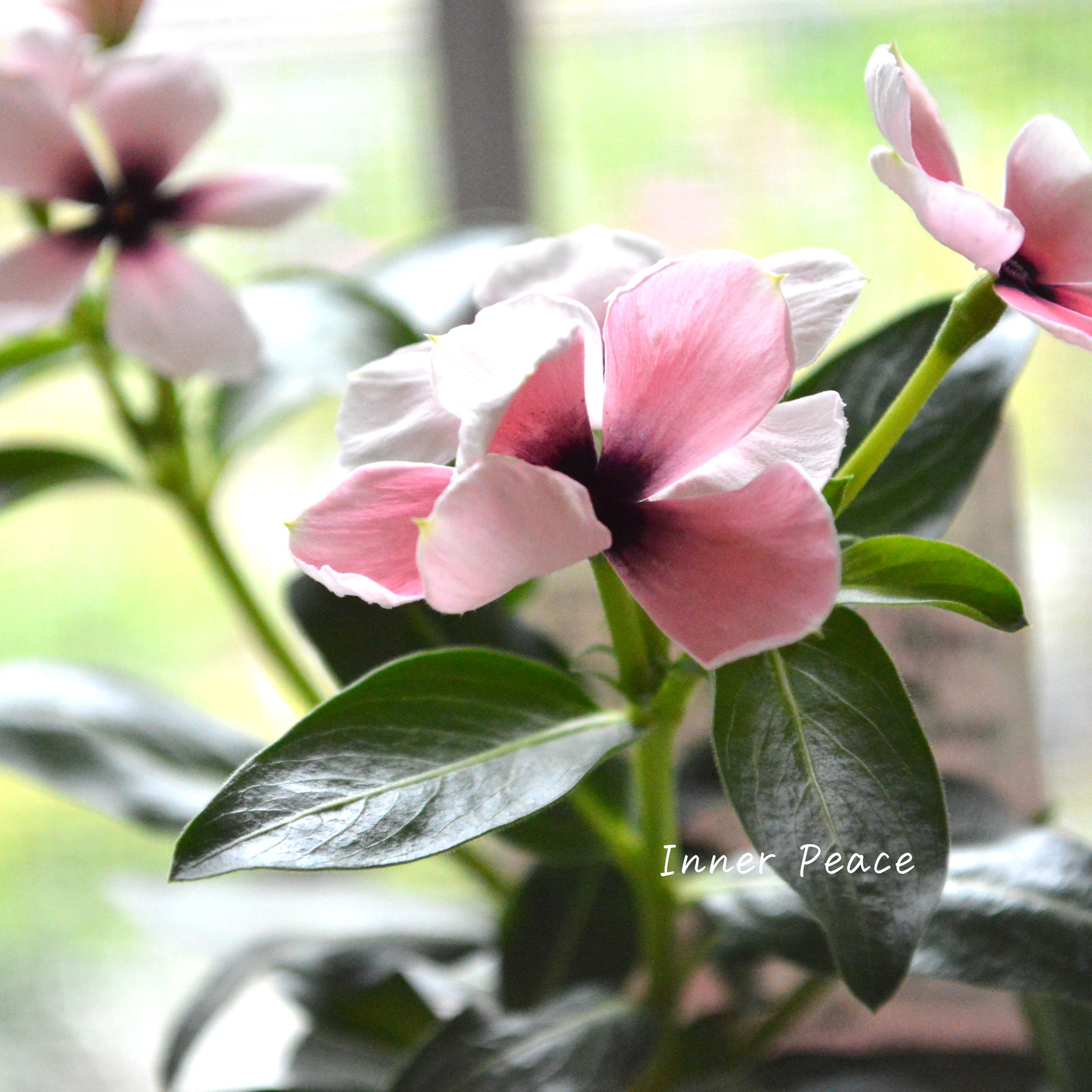 【北島園芸さん】 ニチニチソウ 『モネ』 3.5寸POT