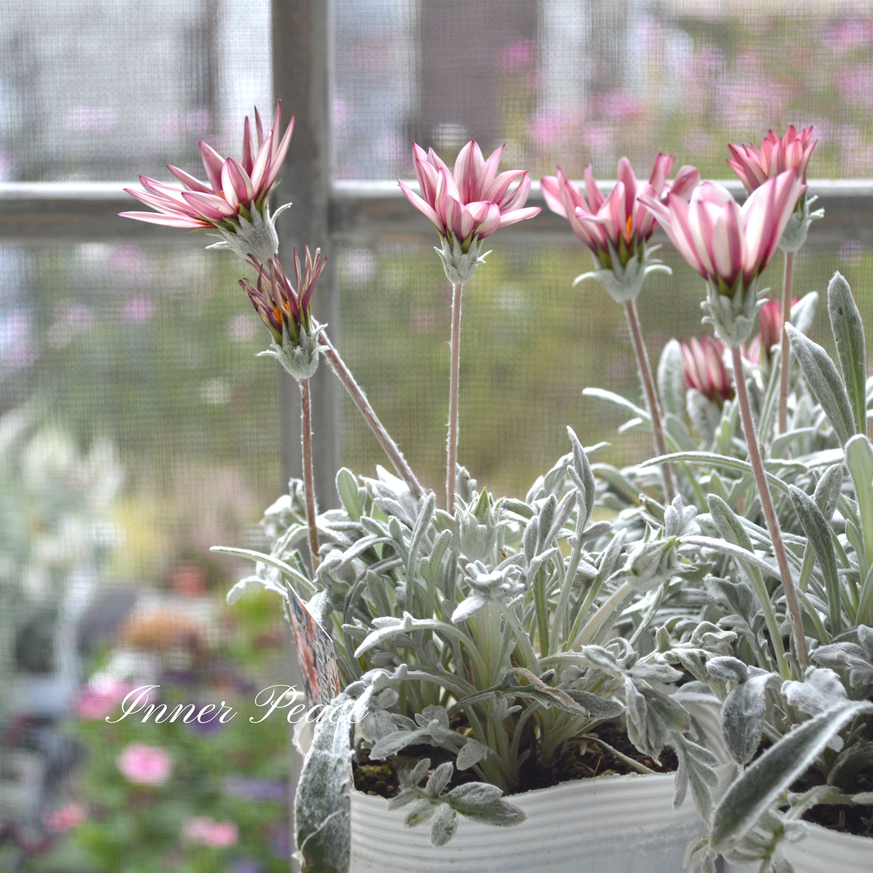 【希少】 ガザニア 『クリムゾンフラッシュ』 3.5寸POT