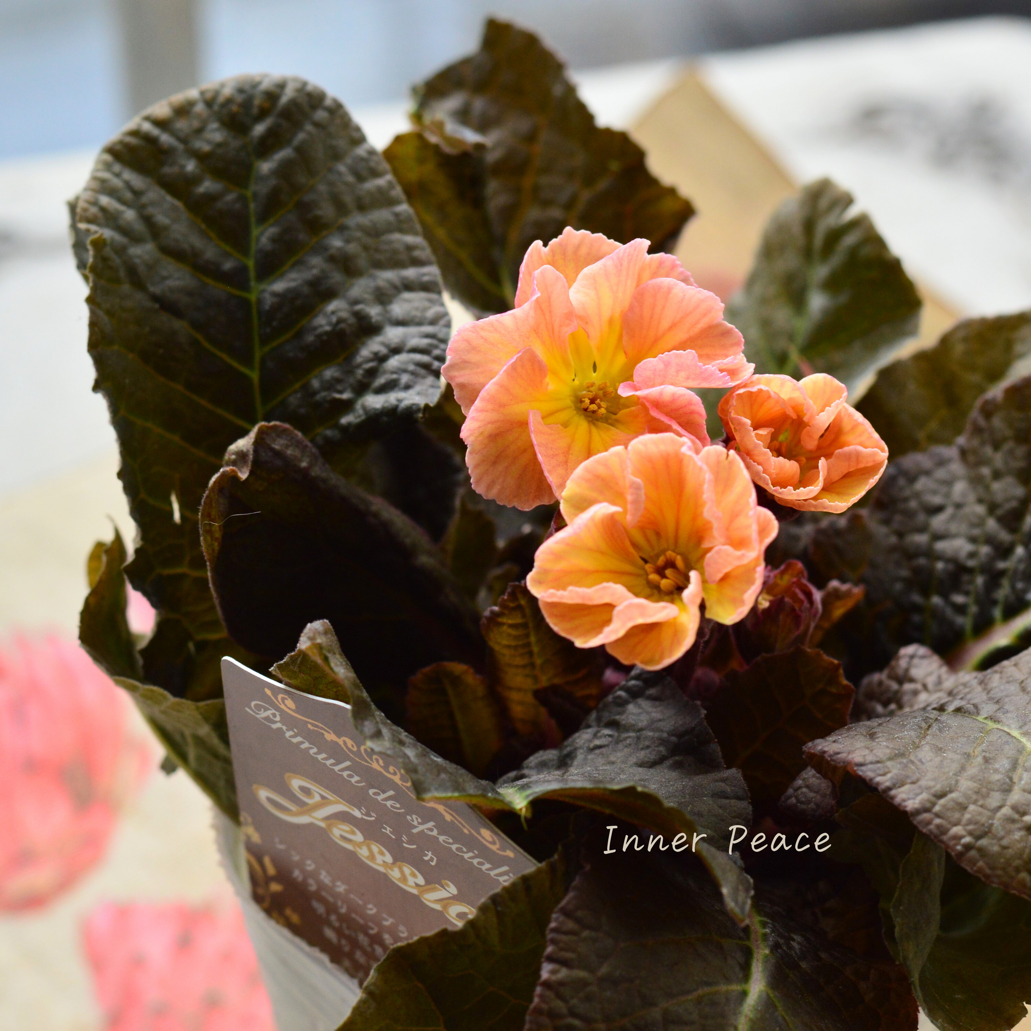 松原園芸さん】 銅葉プリムラ 『ジェシカ・オレンジ系』 3寸POT