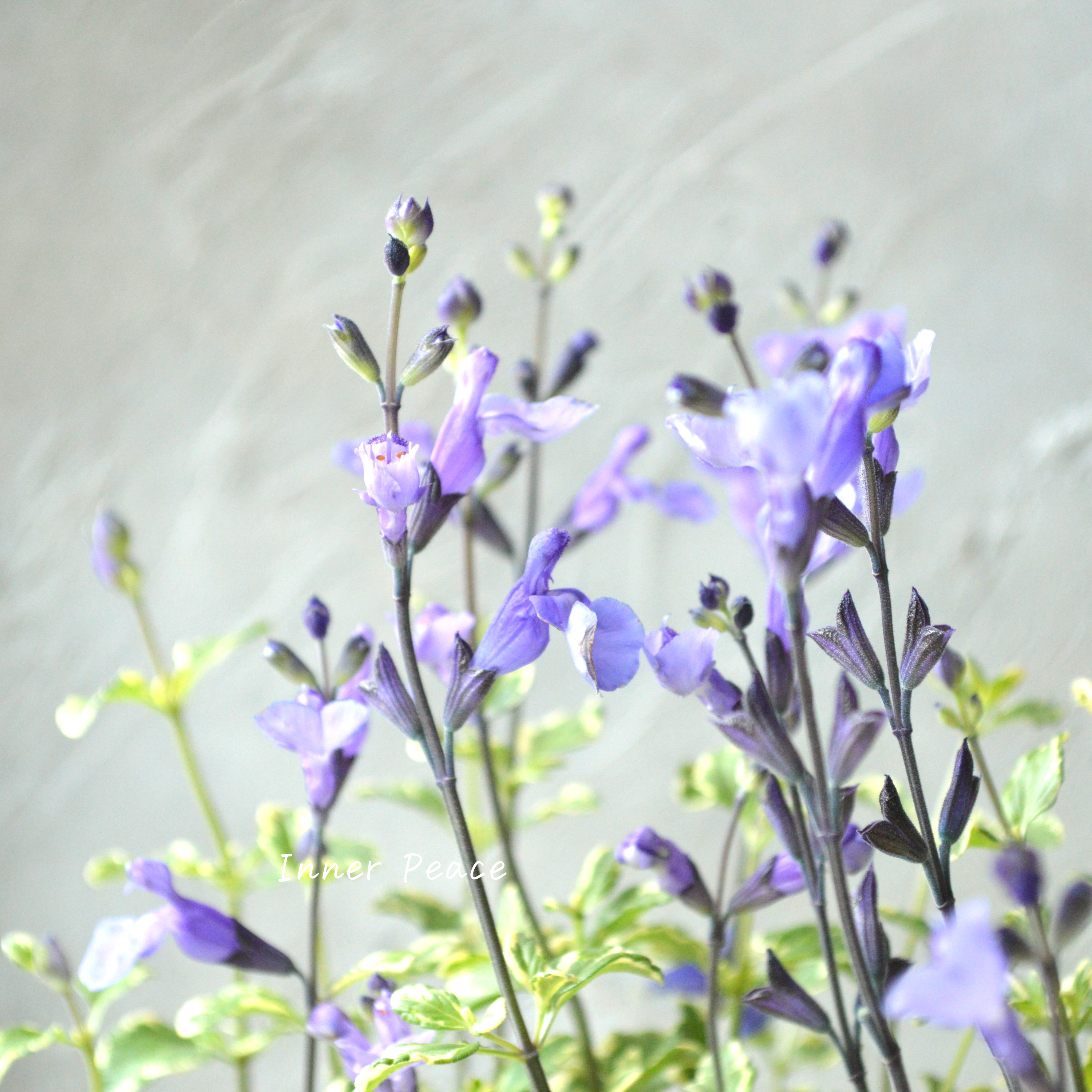 【斑入り】 サルビア 『ソークール・スノープリンセス』 3.5寸ロングPOT