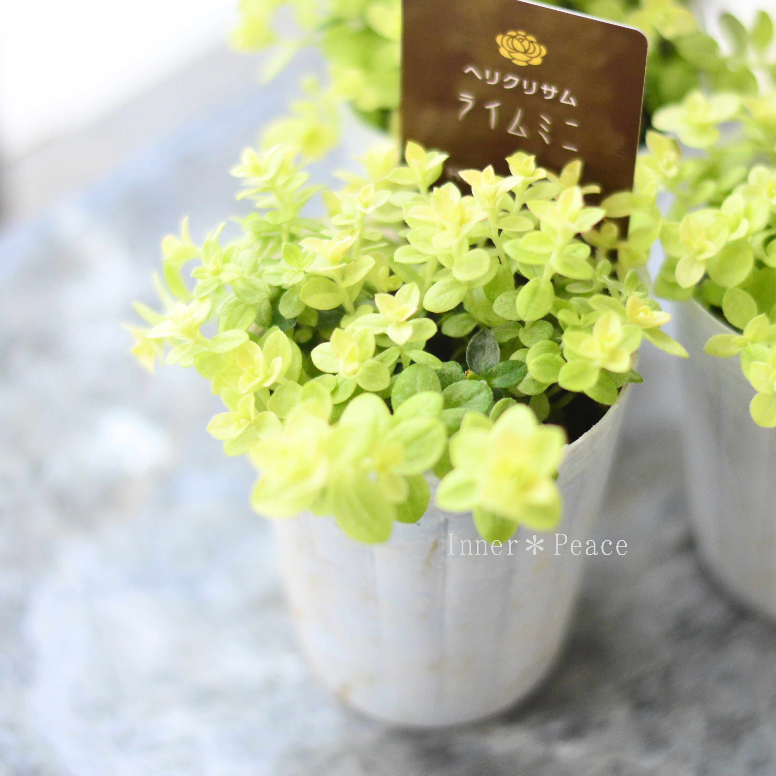【爽やか】 ヘリクリサム 『ライムミニ』 2.5寸~3寸POT