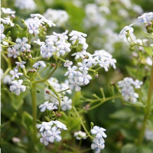 宿根草】 ブルンネラ・マクロフィラ 『ジェニファー』 4寸POT