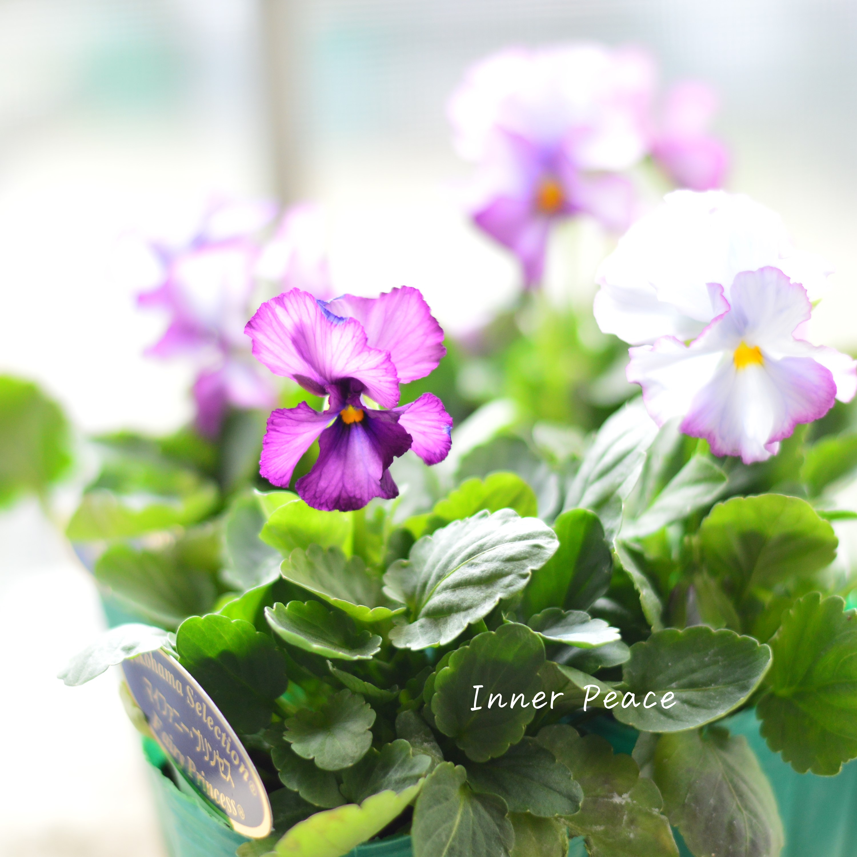 【人気】 ビオラ 『横浜セレクション・マイファニープリンセス』 3寸POT