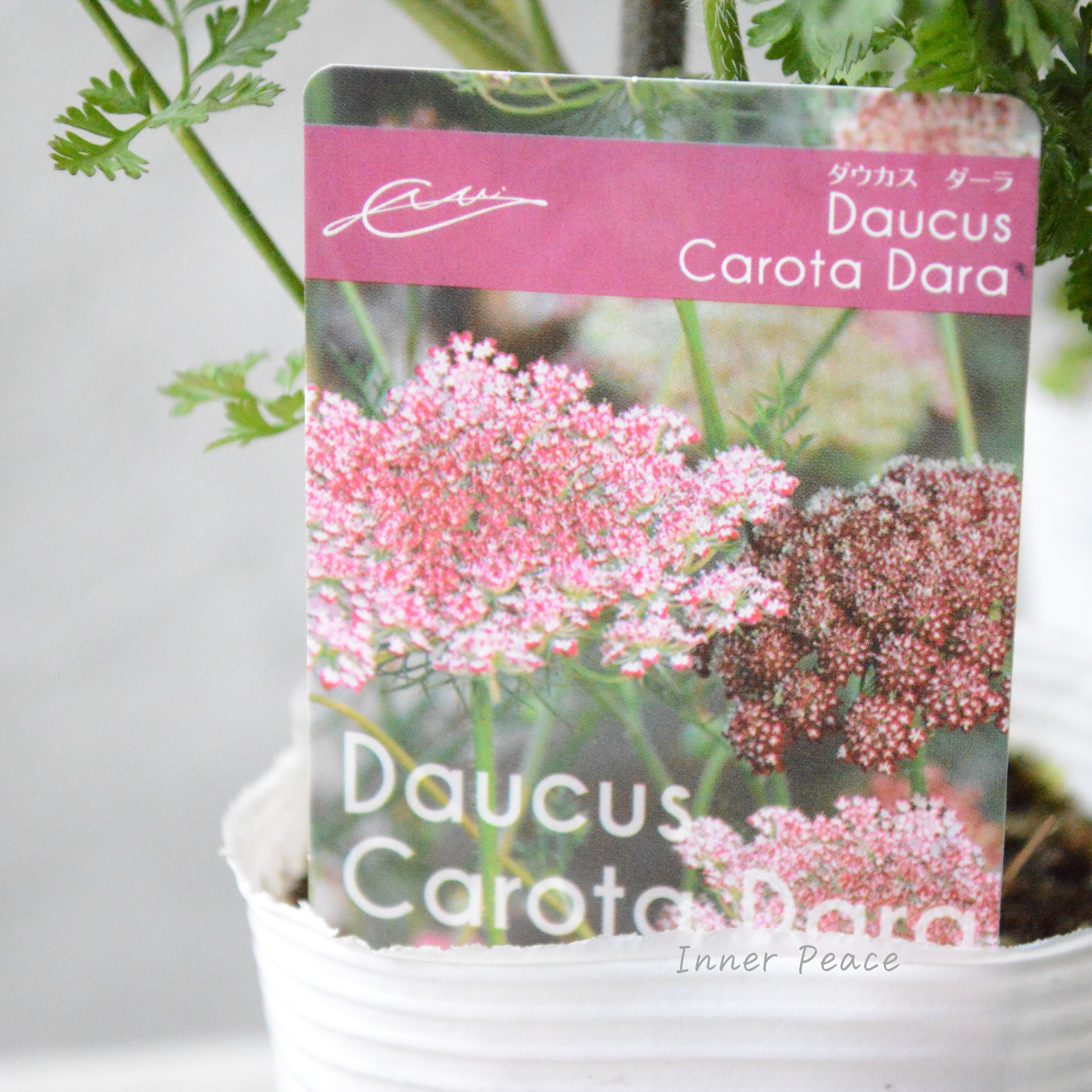 【シック】 ダウカス 『ダーラ』~ブラックレースフラワー~ 3寸ロングPOT