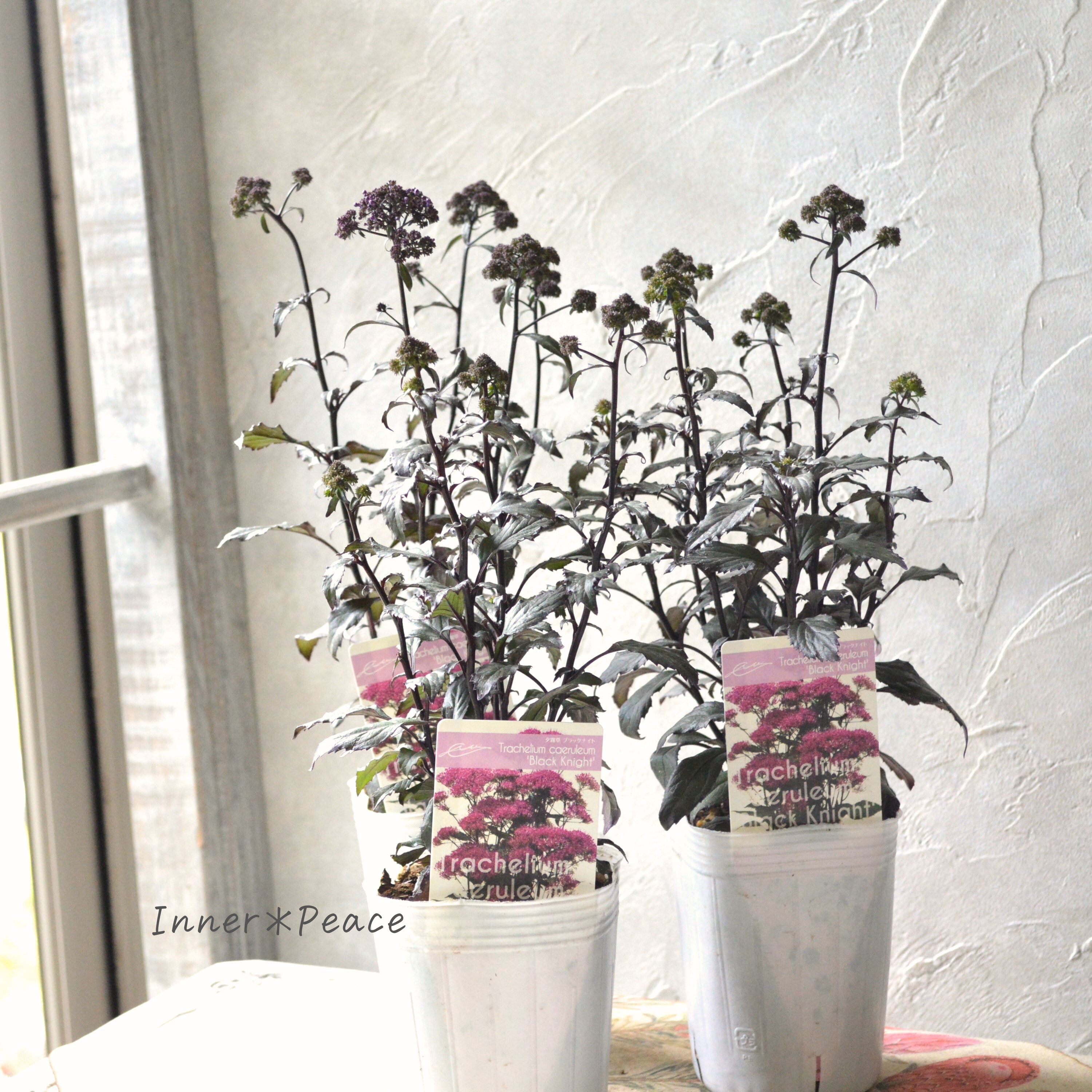 【シック】 夕霧草 『ブラックナイト』 3寸ロングPOT